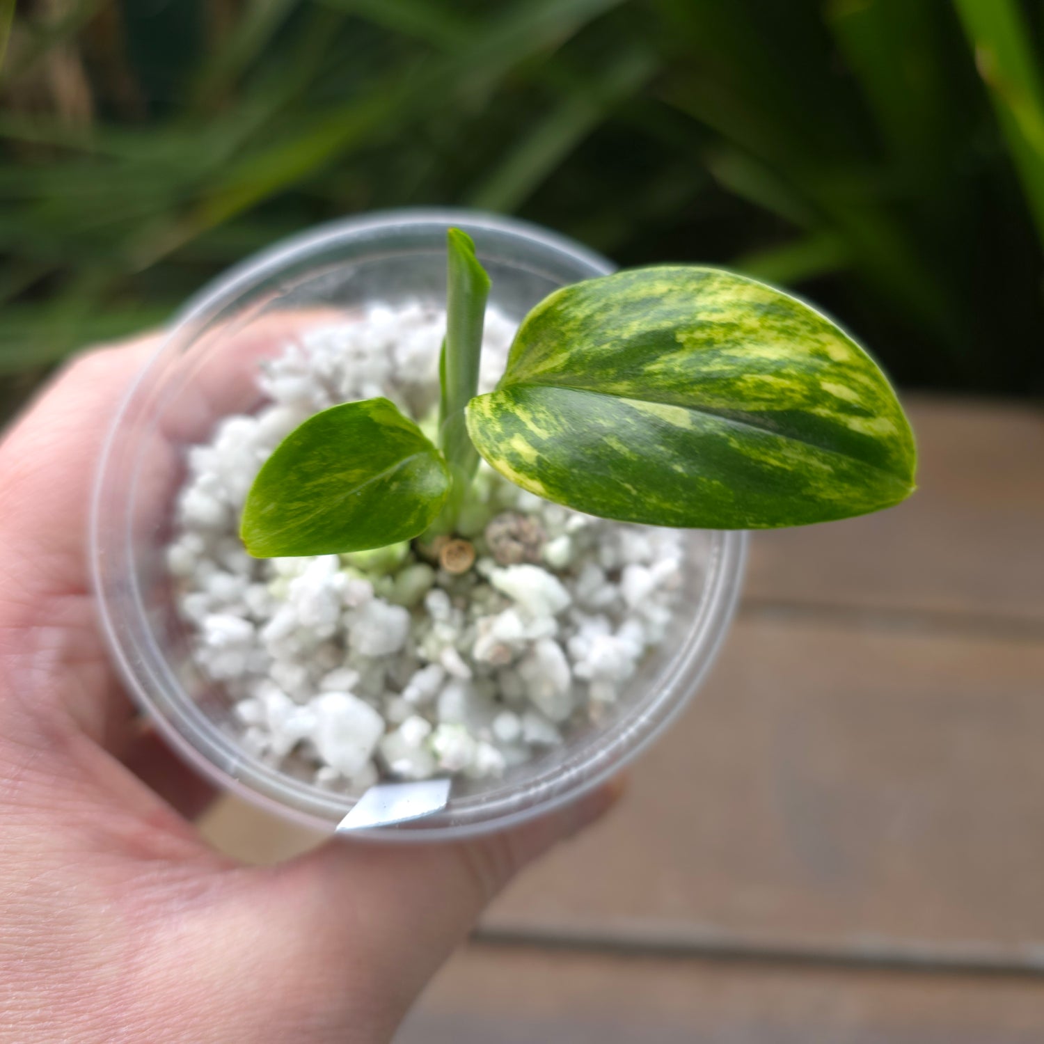 Rate Monstera Standleyana Aurea Variegated established baby plant (B)