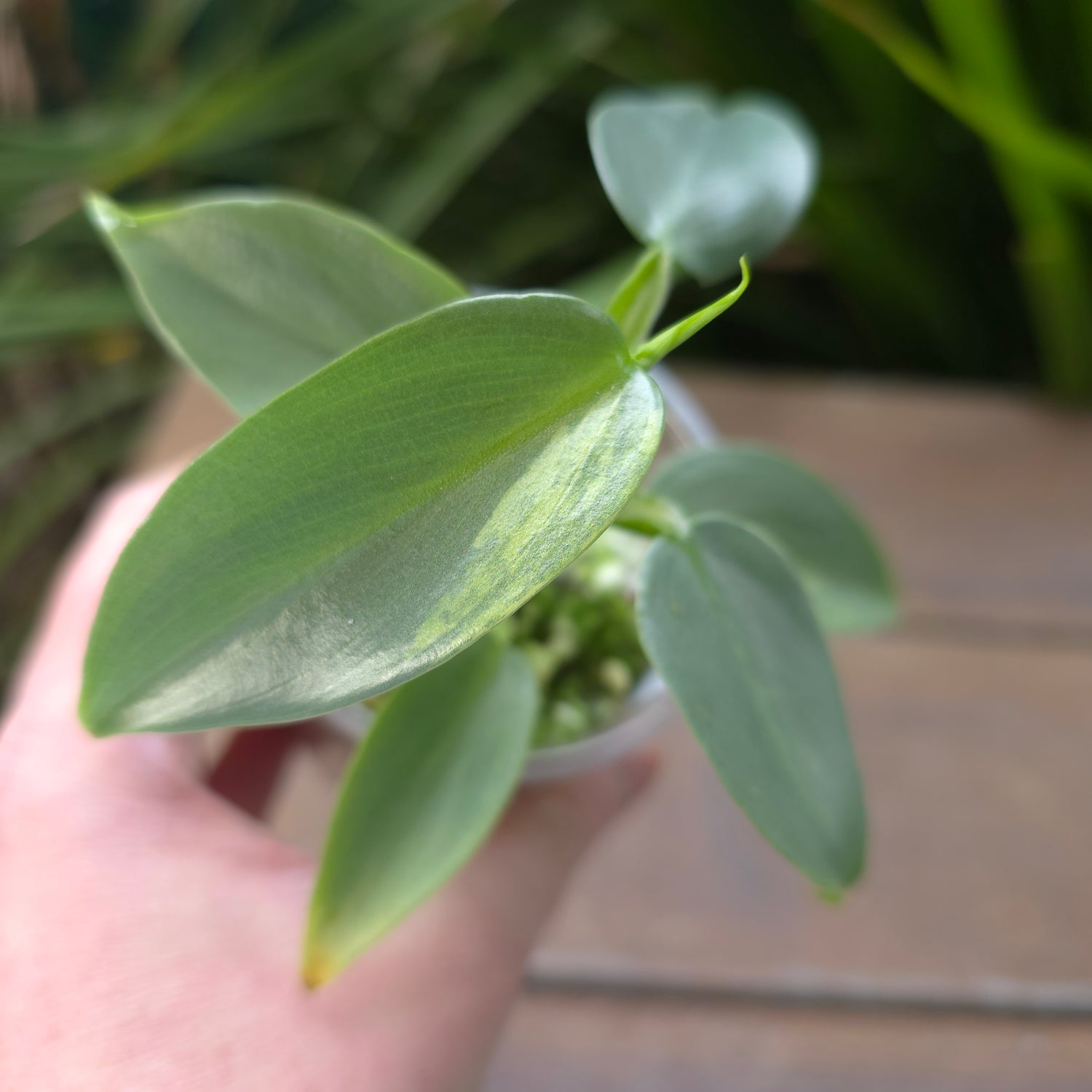 Rare Philodendron Silversword Variegated- Low Variegation (B)