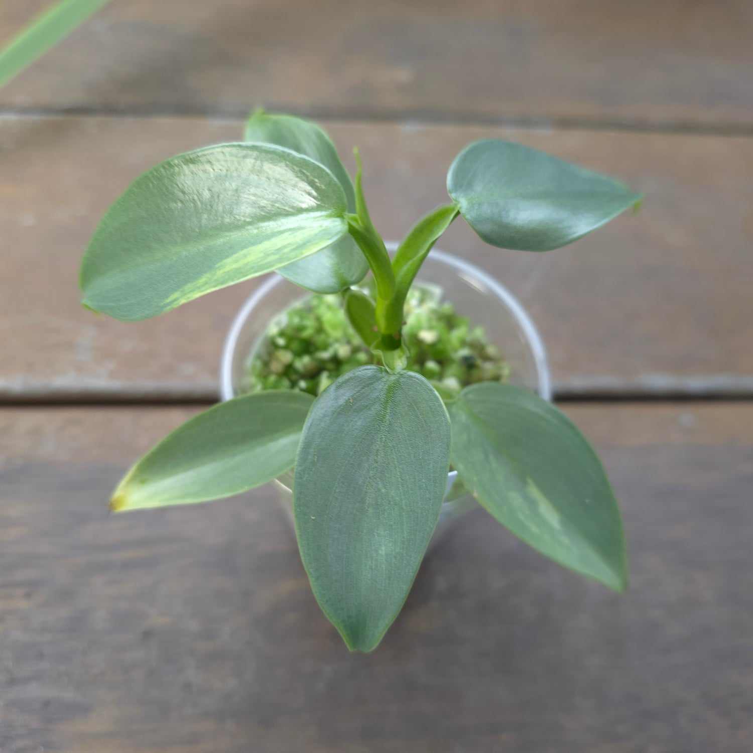 Rare Philodendron Silversword Variegated- Low Variegation (B)