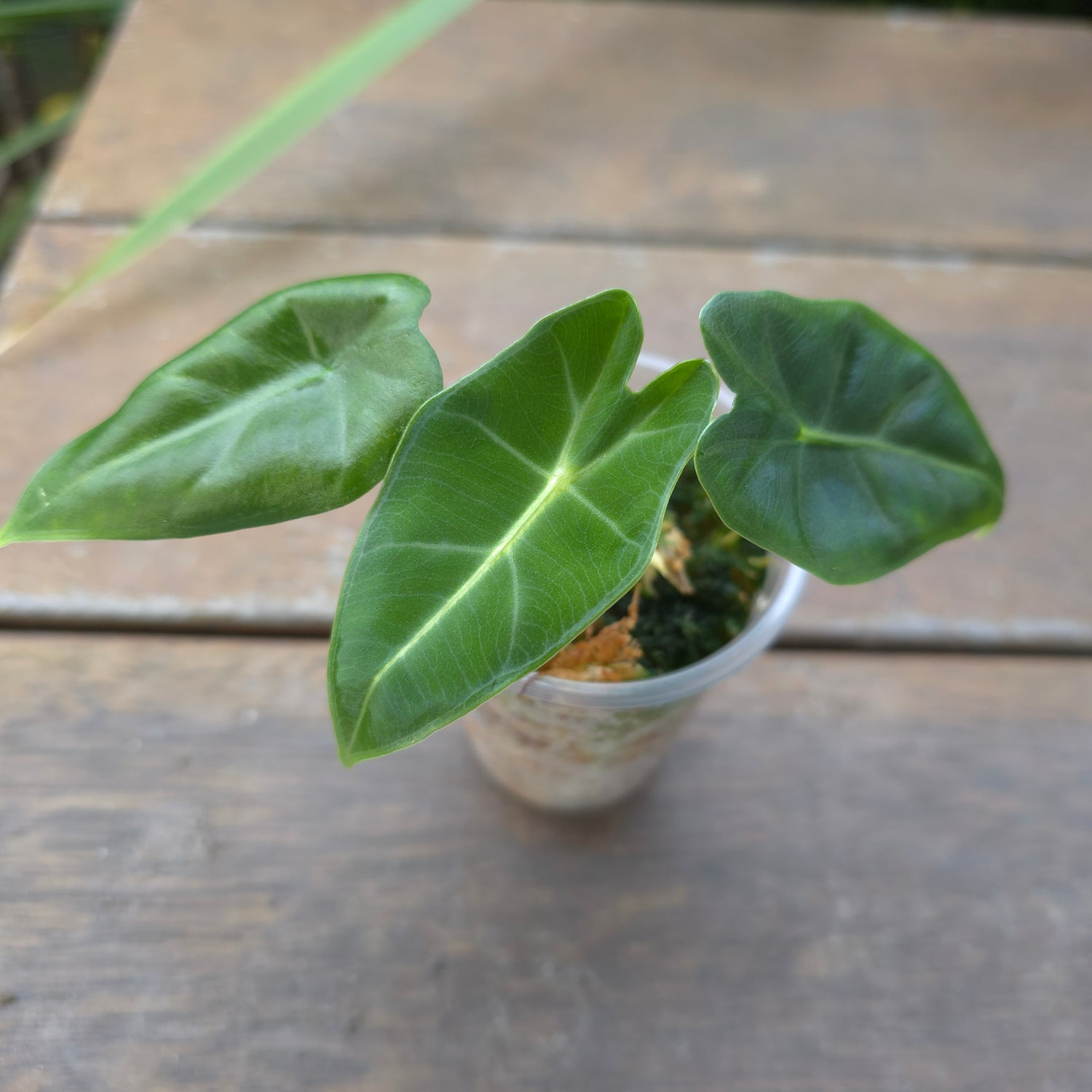 Rare Alocasia Frydek Green on Green variegated- REVERTED