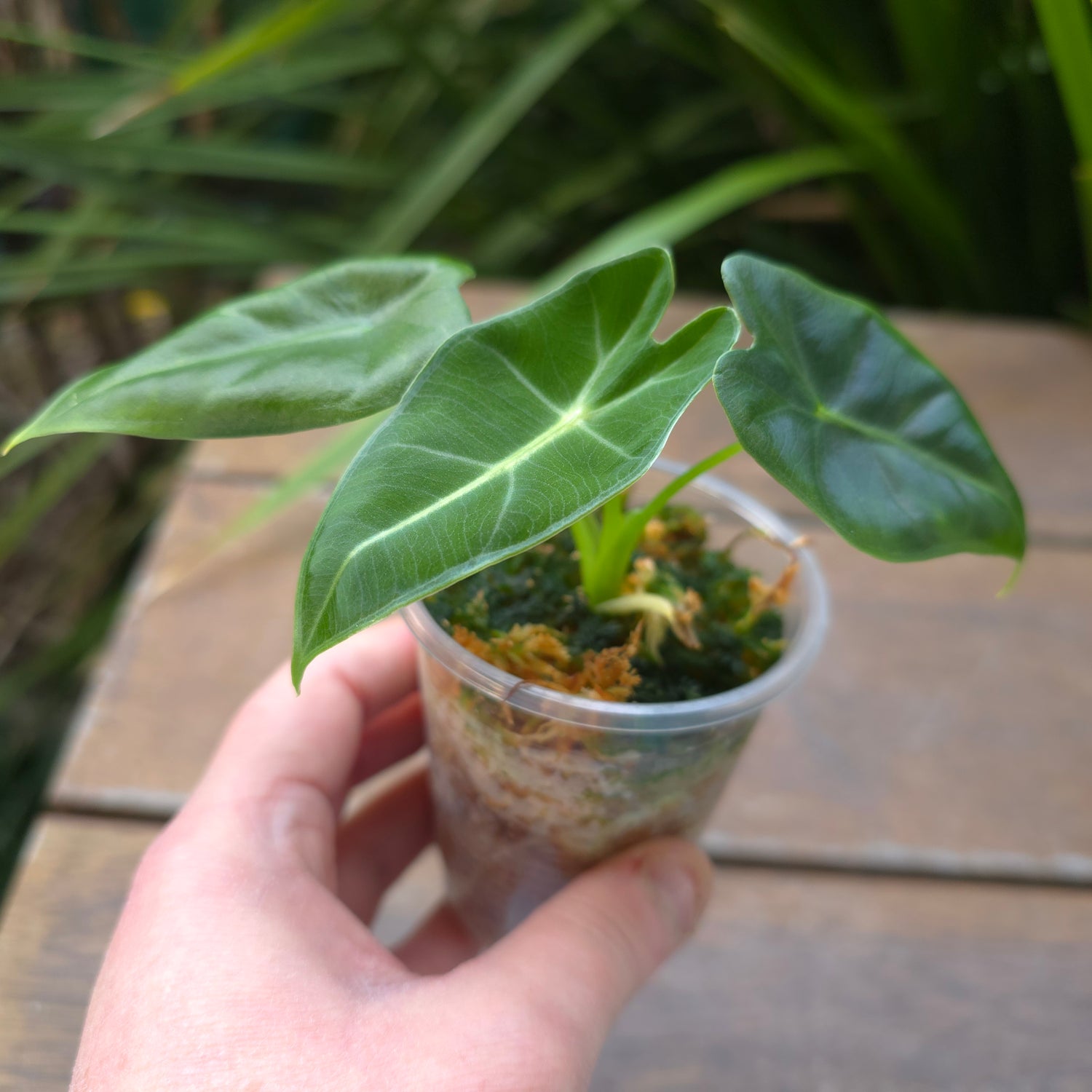 Rare Alocasia Frydek Green on Green variegated- REVERTED