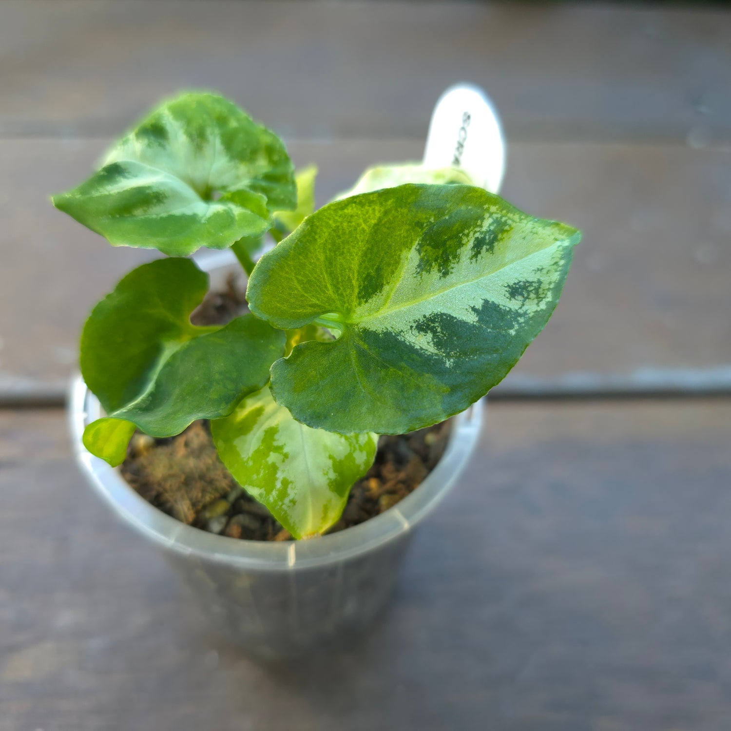 🌿Super Rare🌿 Syngonium Scrambled Eggs established small Plant Non Tc