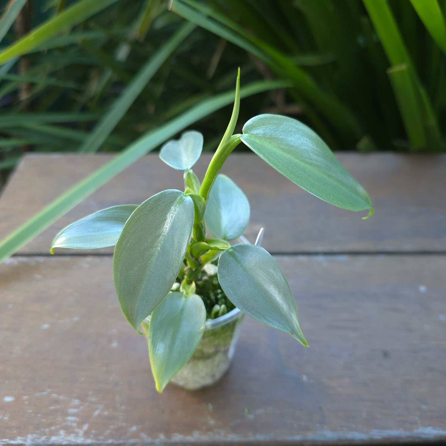 Rare Philodendron Silversword Variegated Established plant - NO VARIEGATION.