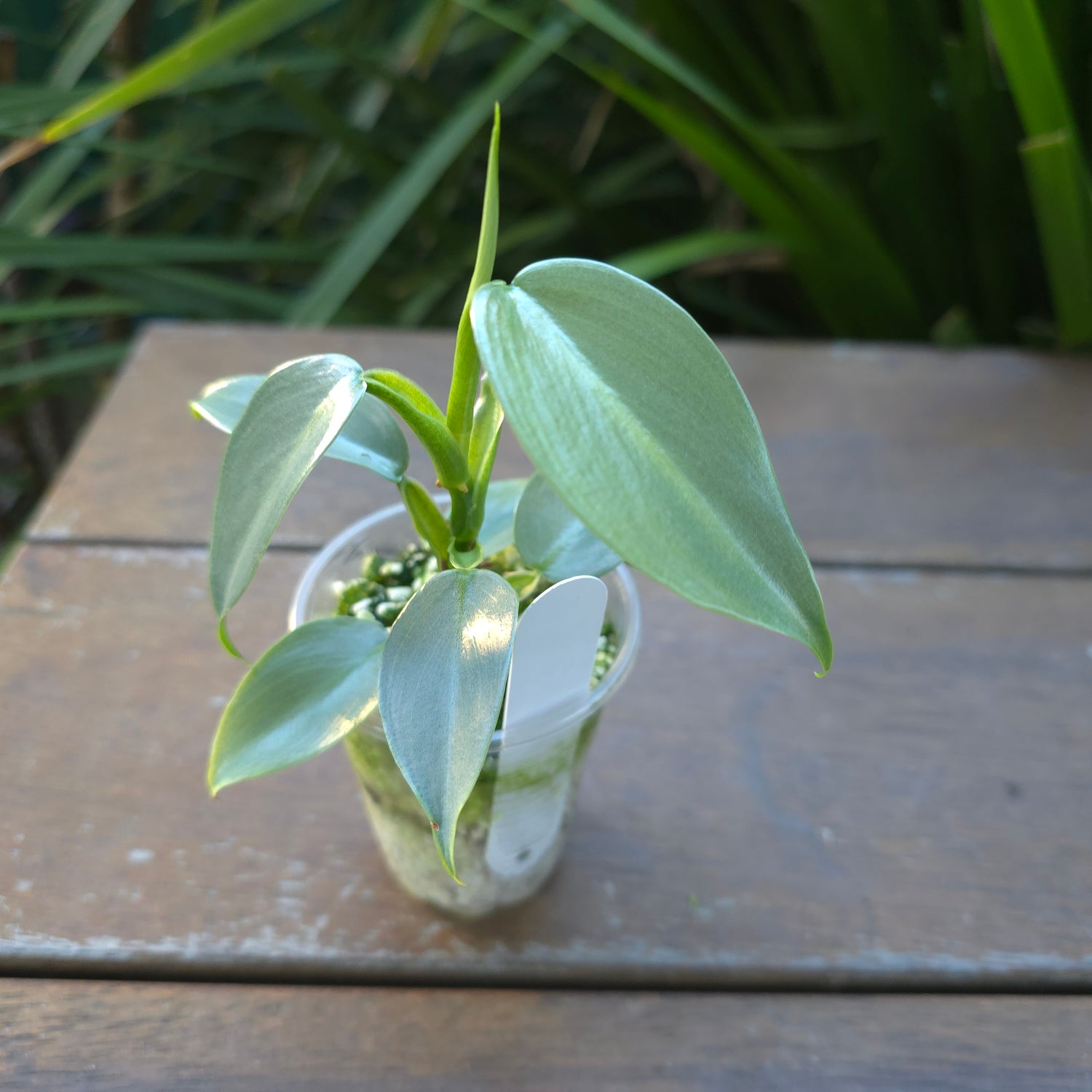 Rare Philodendron Silversword Variegated Established plant - NO VARIEGATION.