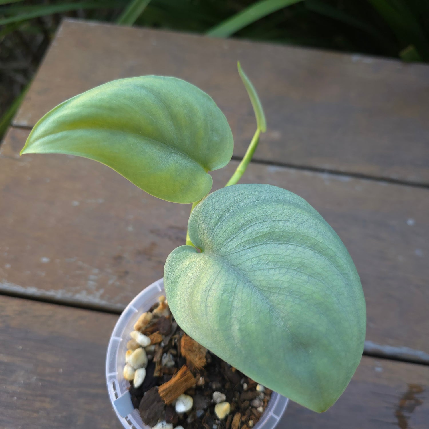 Rare Scindapsus Silverhero/Platnium established plant non tc (B)