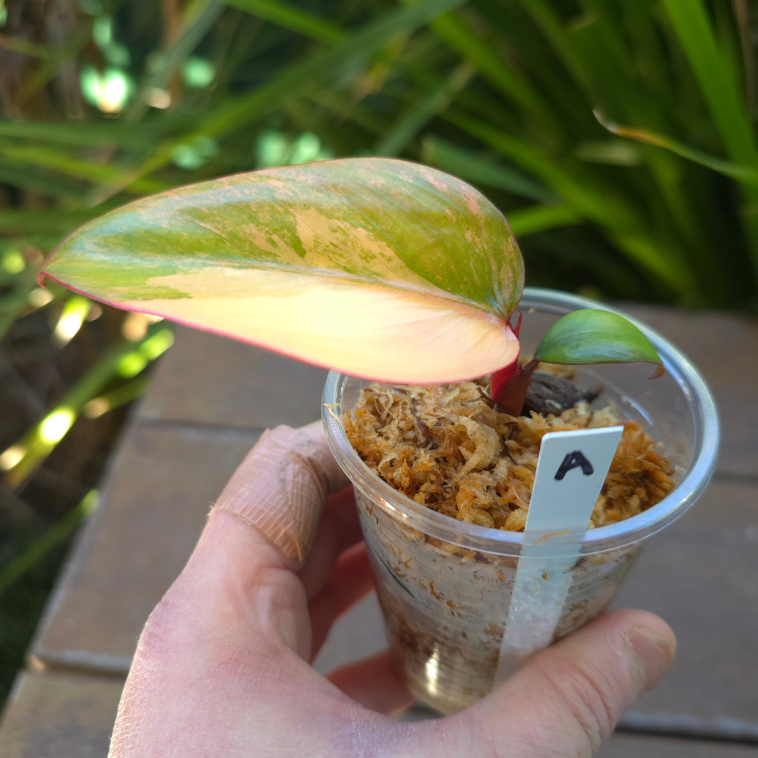 Rare Philodendron Strawberry Shake established Plant (A) non tc.