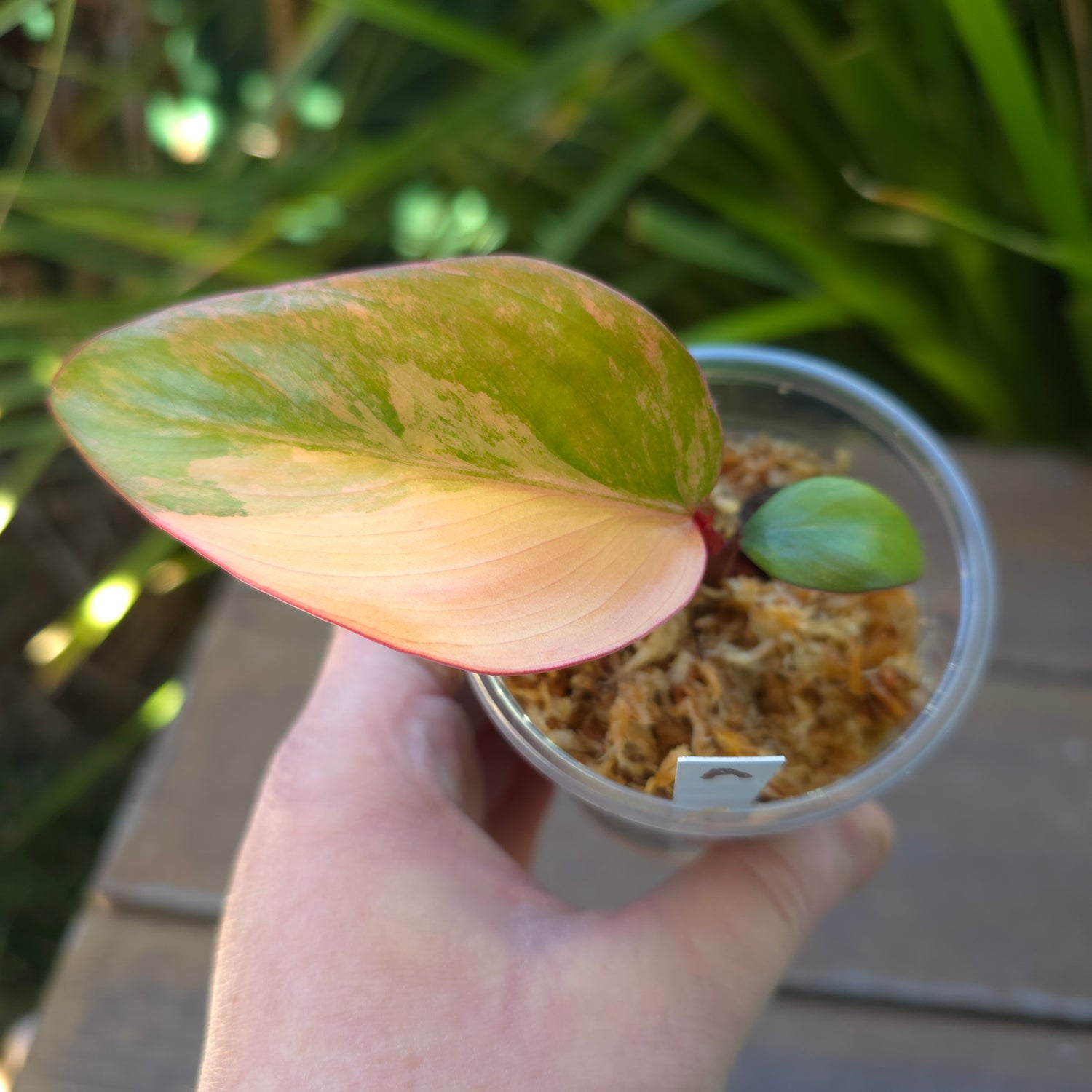 Rare Philodendron Strawberry Shake established Plant (A) non tc.