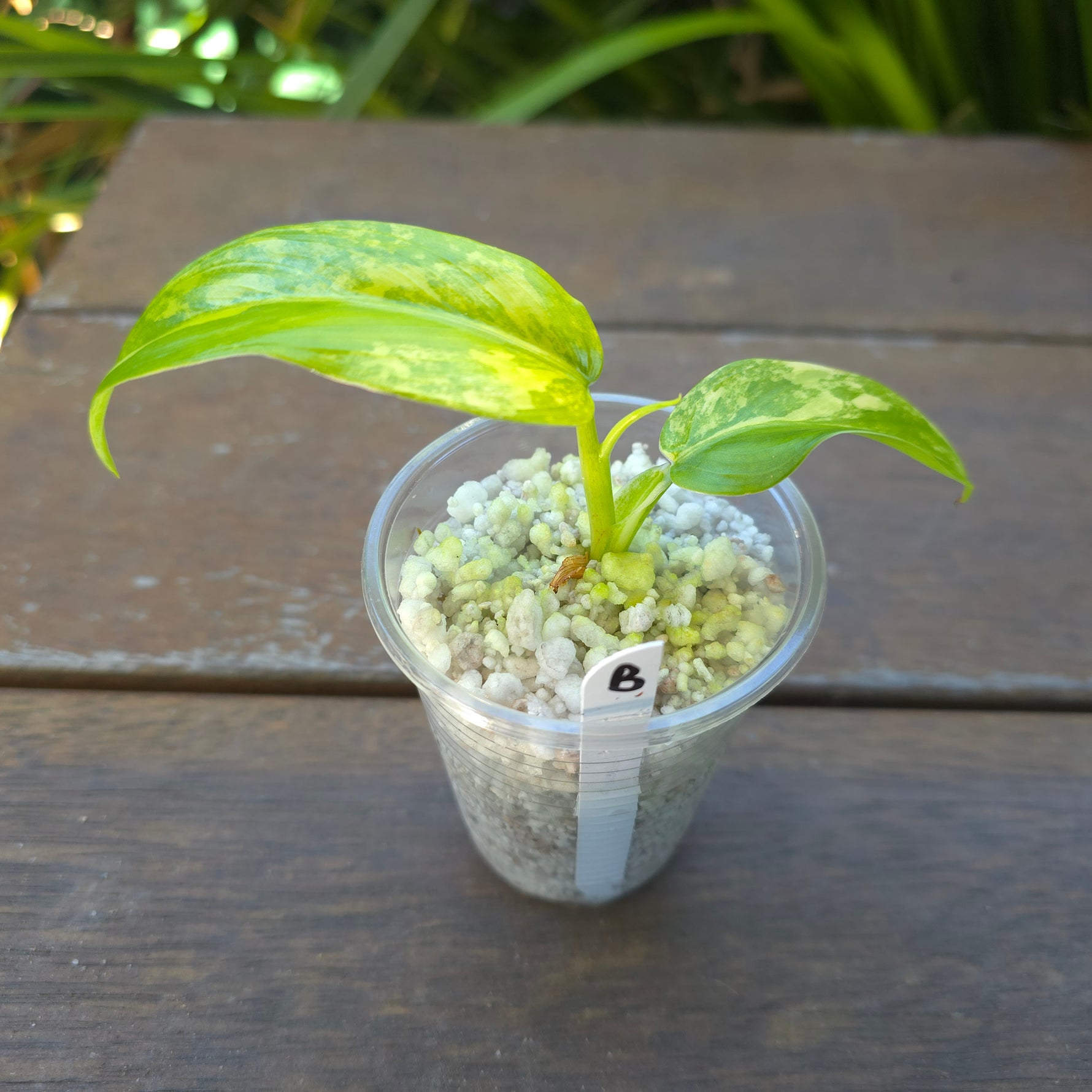 philodendron domesticum variegatum australia Rare Philodendron Domesticum Variegated established plant (B) non tc – My Plantasy