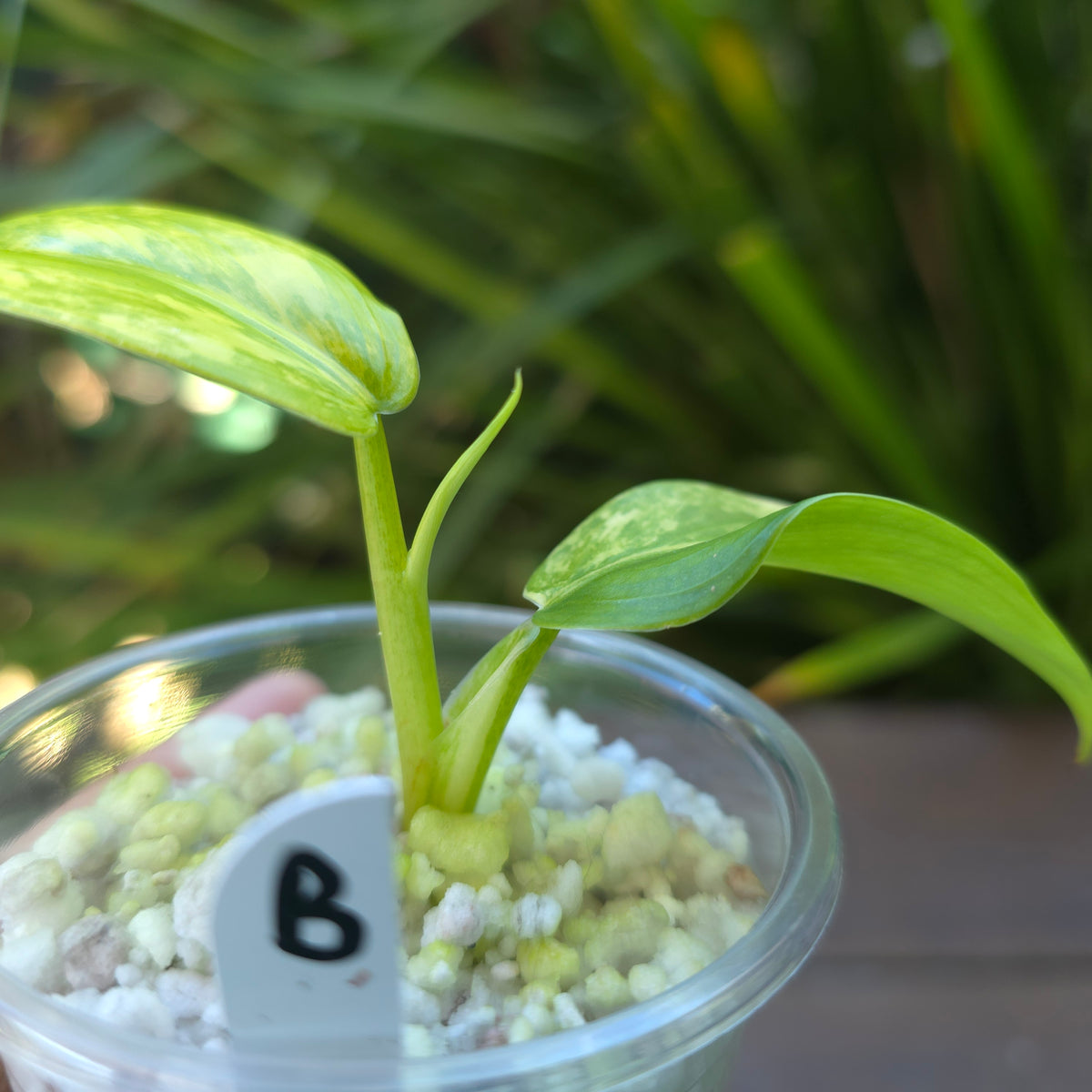 philodendron domesticum australia Rare Philodendron Domesticum Variegated established plant (B) non tc – My Plantasy