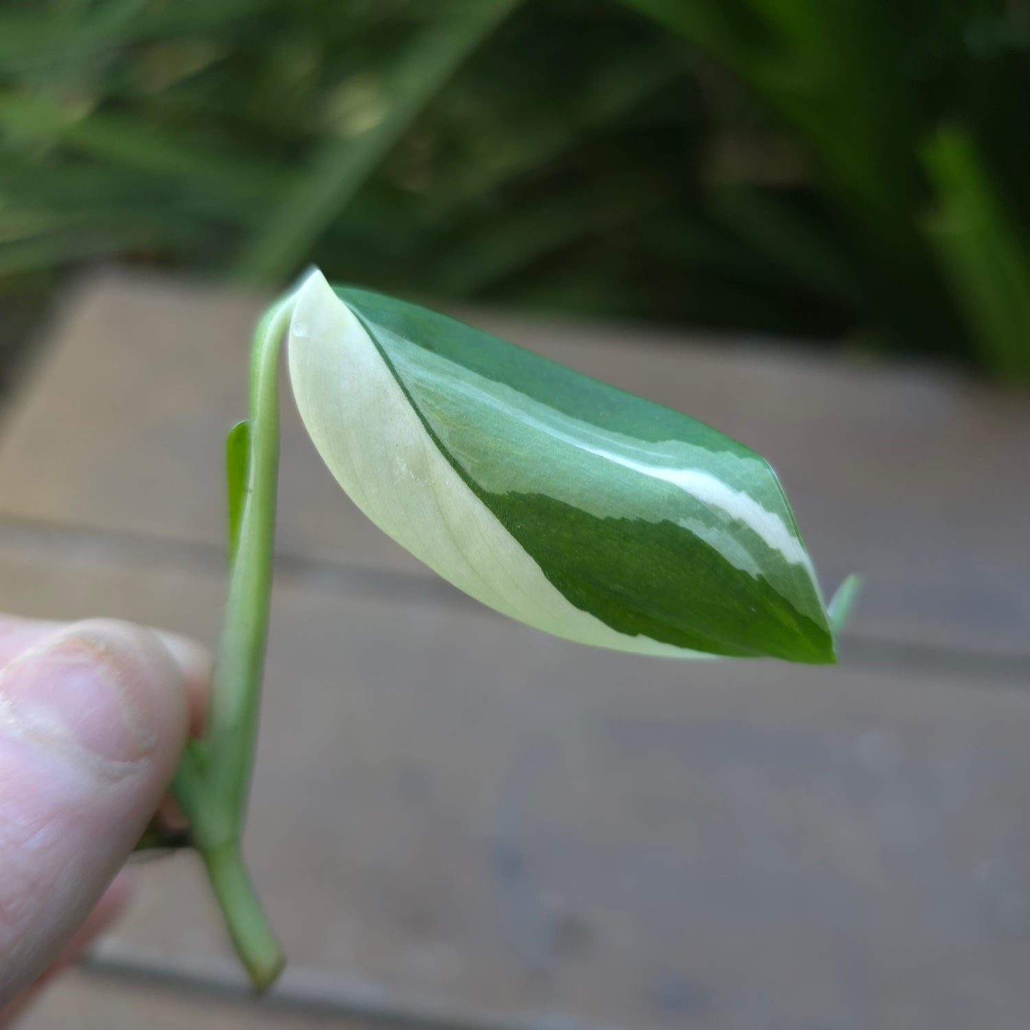 Super Rare Scindapsus Blue Albo Variegated Rooted Cutting (D) non tc