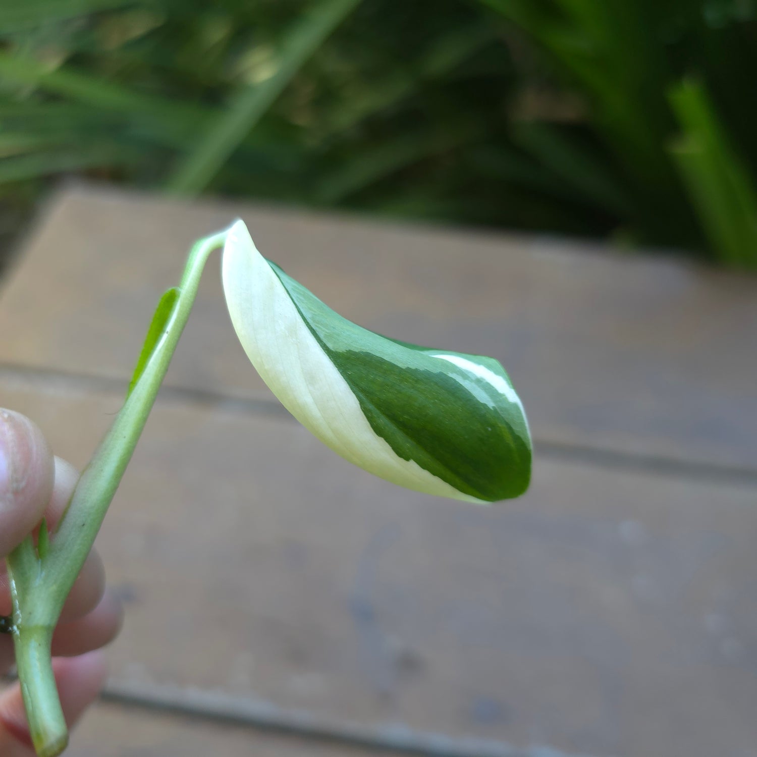 Super Rare Scindapsus Blue Albo Variegated Rooted Cutting (D) non tc