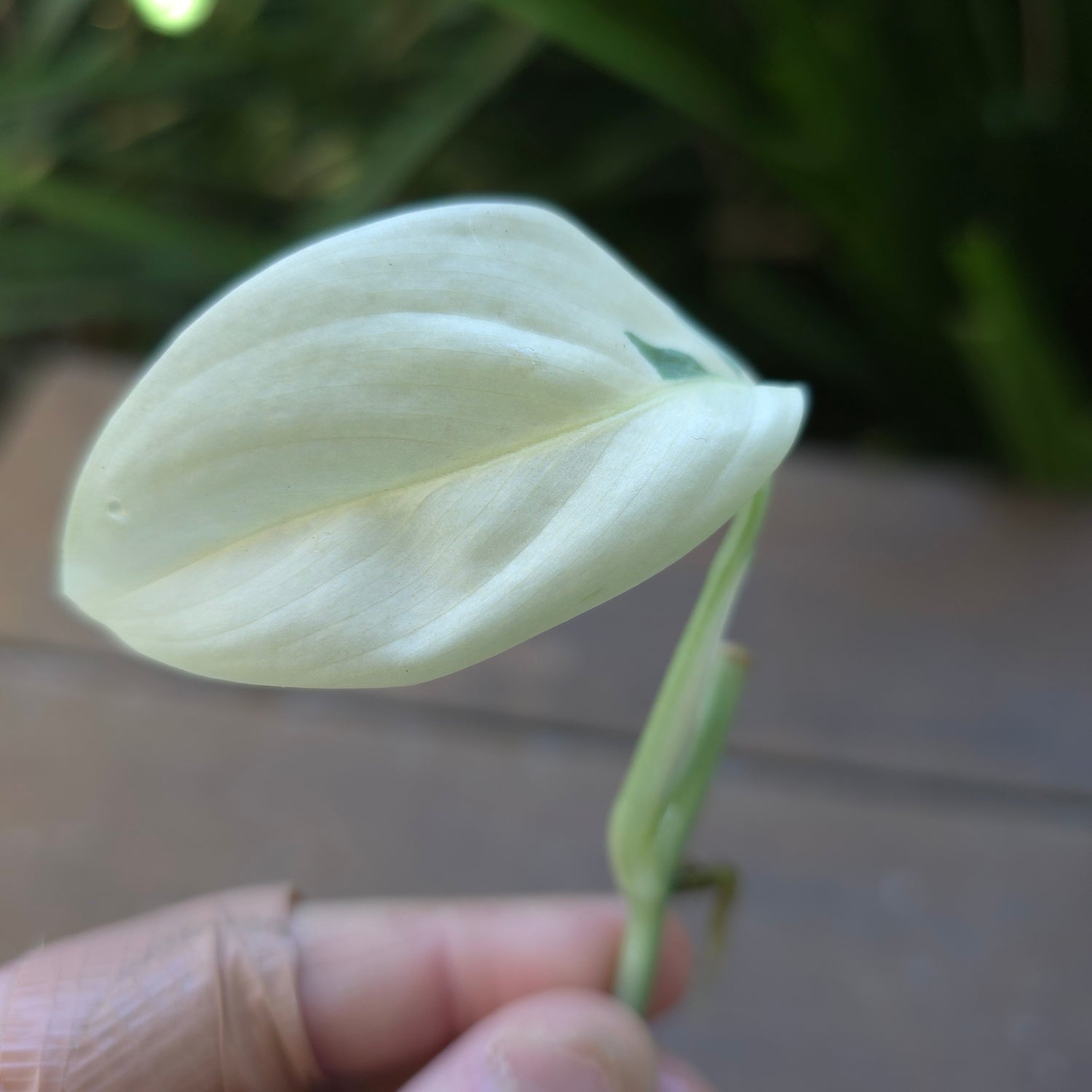 Super Rare Scindapsus Blue Albo Variegated Rooted Cutting (E) non tc