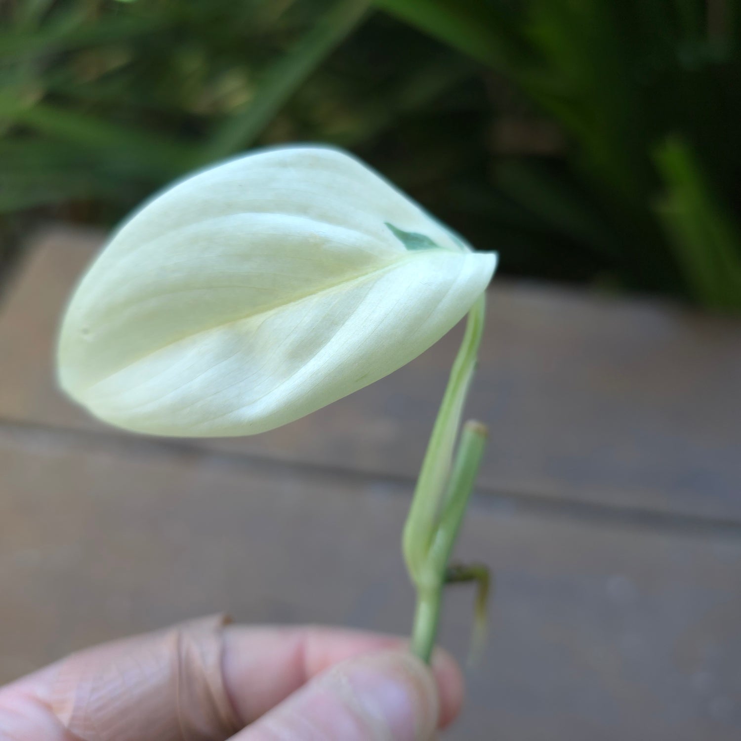 Super Rare Scindapsus Blue Albo Variegated Rooted Cutting (E) non tc