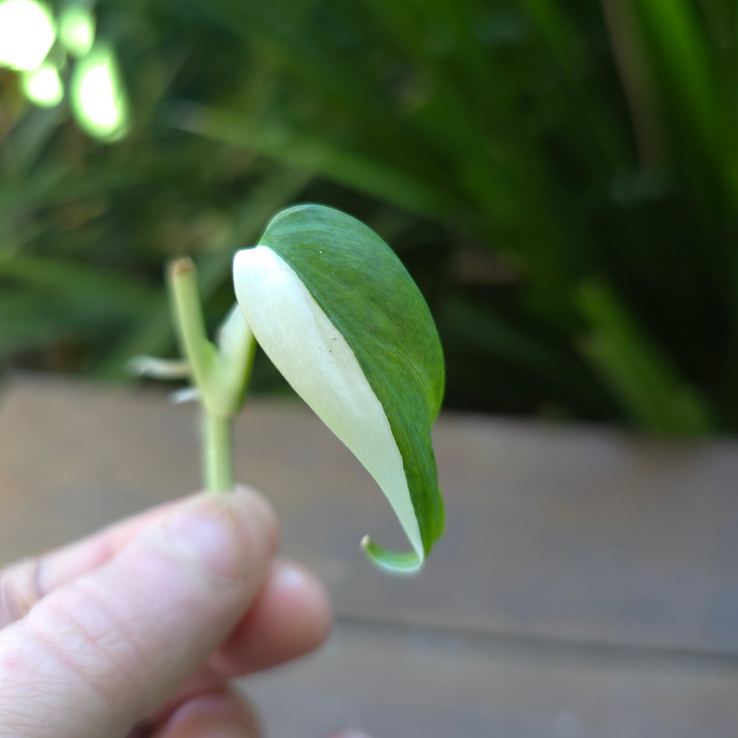 Super Rare Scindapsus Blue Albo Variegated Rooted Cutting (F) non tc