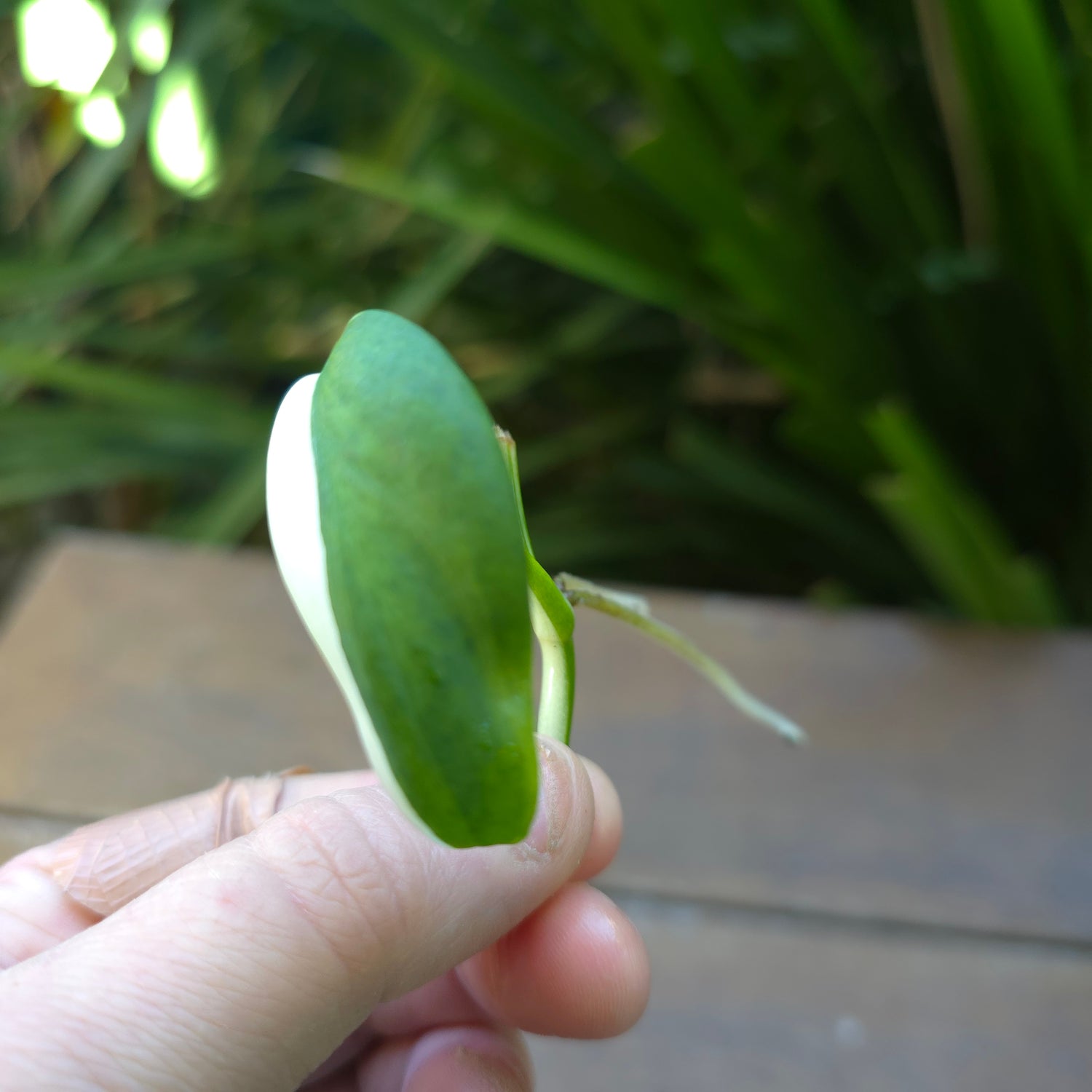 Super Rare Scindapsus Blue Albo Variegated Rooted Cutting (F) non tc