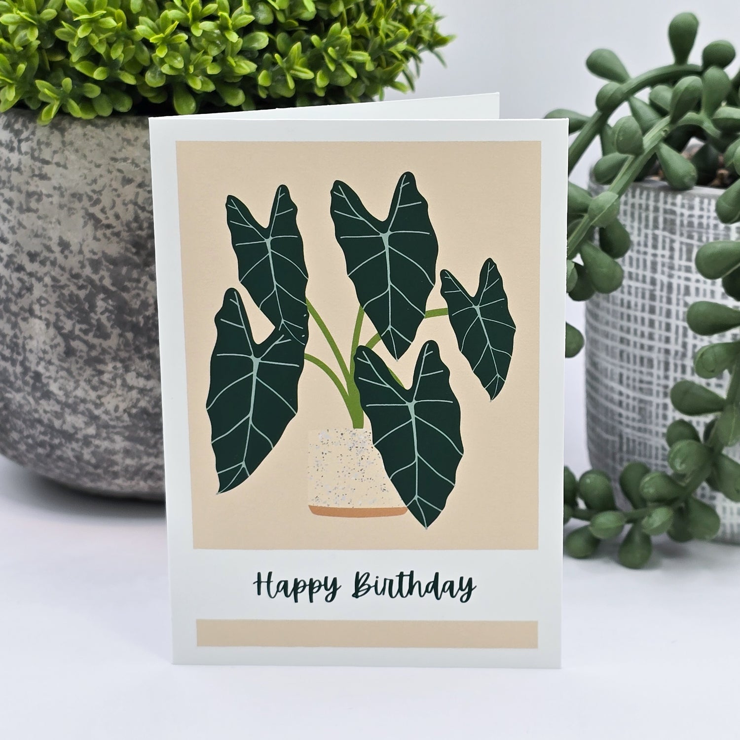 Alocasia Frydek Happy Birthday Gift card / Mini Greeting Card