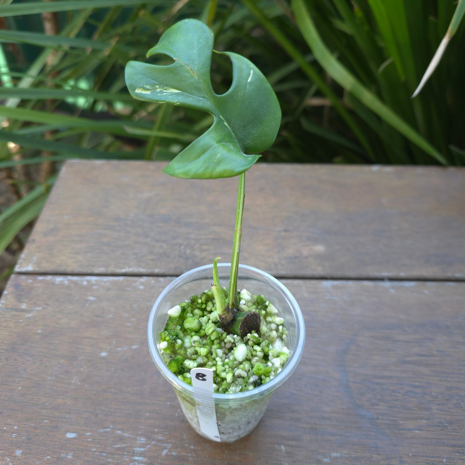 Rare Raphidophora Tetrasperma Albo Variegated established cutting Non TC (B)