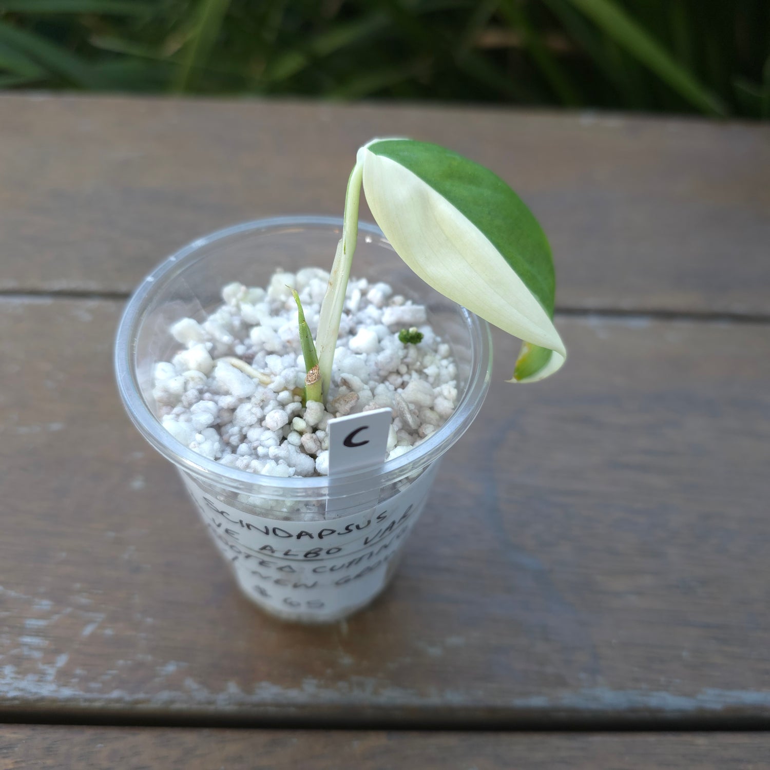 Rare Scindapsus Blue Albo Variegated Little plant (C) non tc