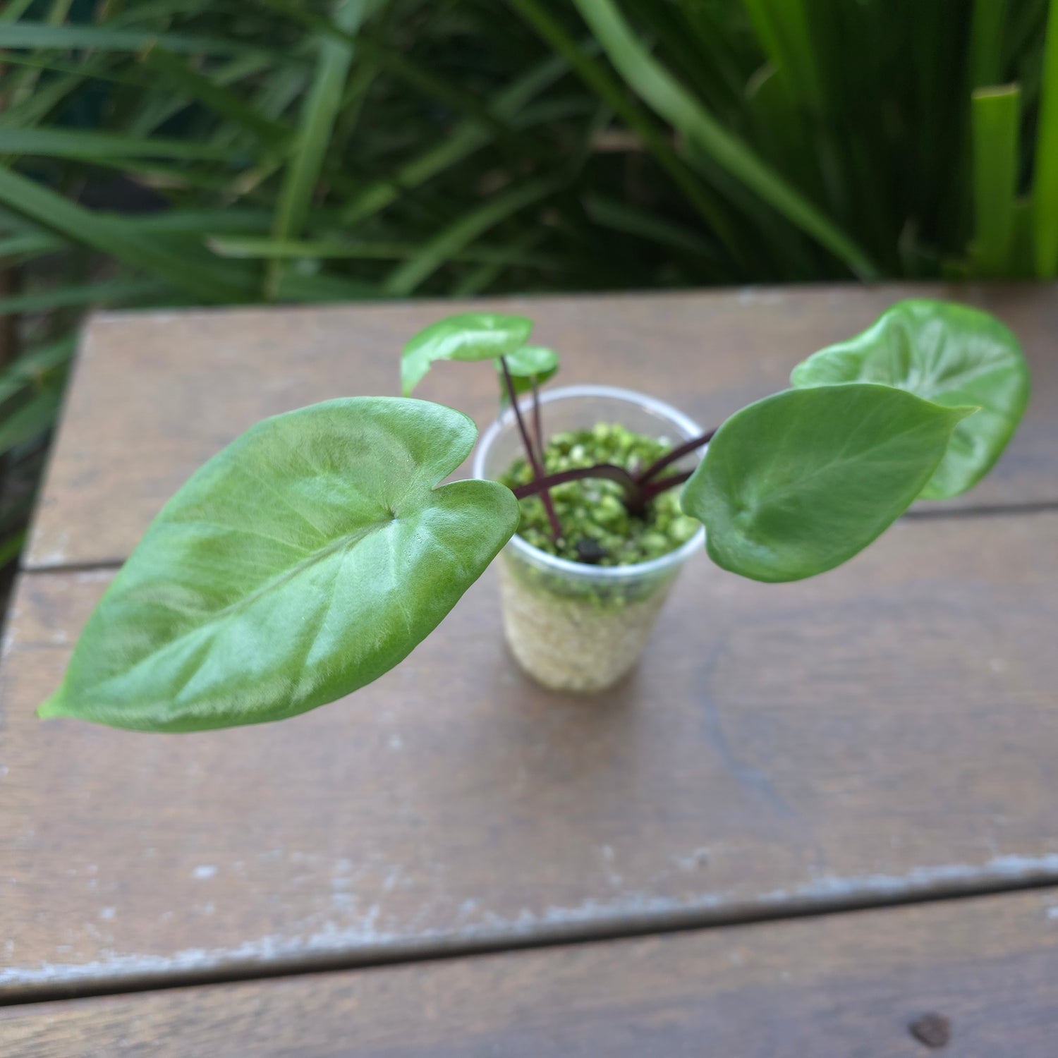 Alocasia Blackstem - unvariegated Cup with 3 plants