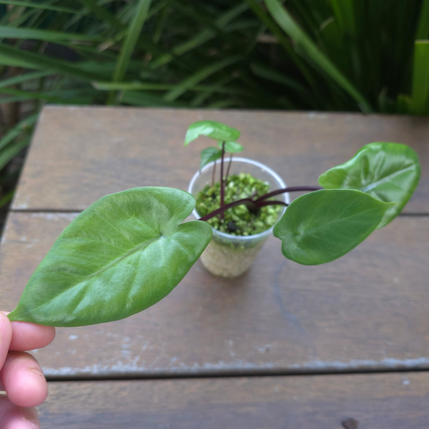 Alocasia Blackstem - unvariegated Cup with 3 plants