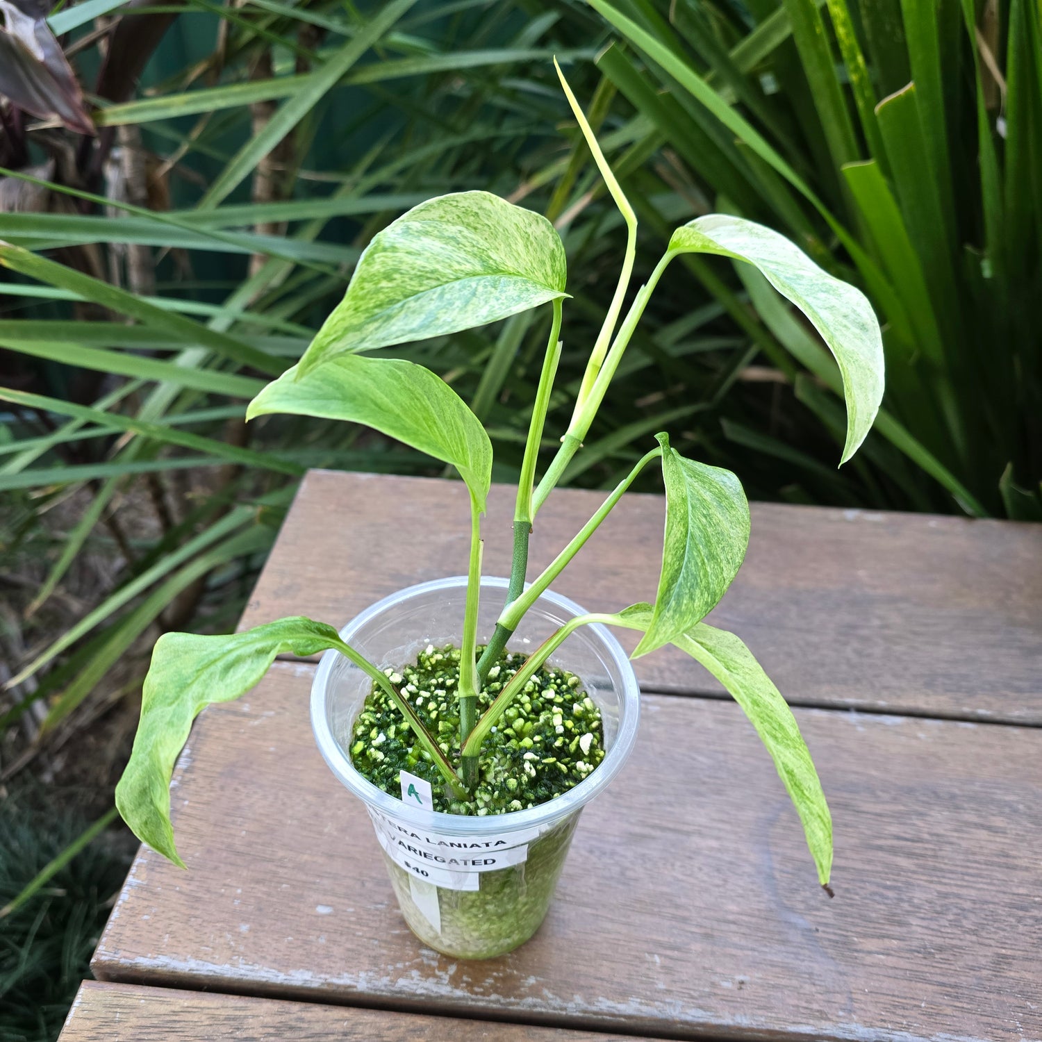 Rare Monstera Laniata Mint Variegated established plant (A)Non TC