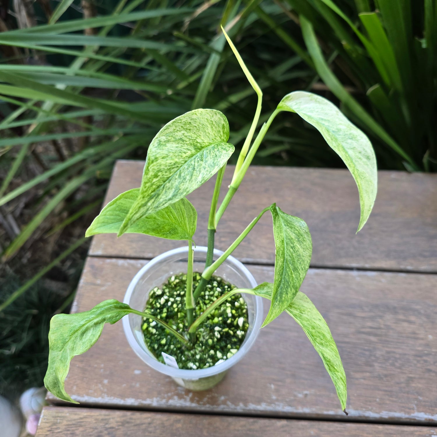 Rare Monstera Laniata Mint Variegated established plant (A)Non TC