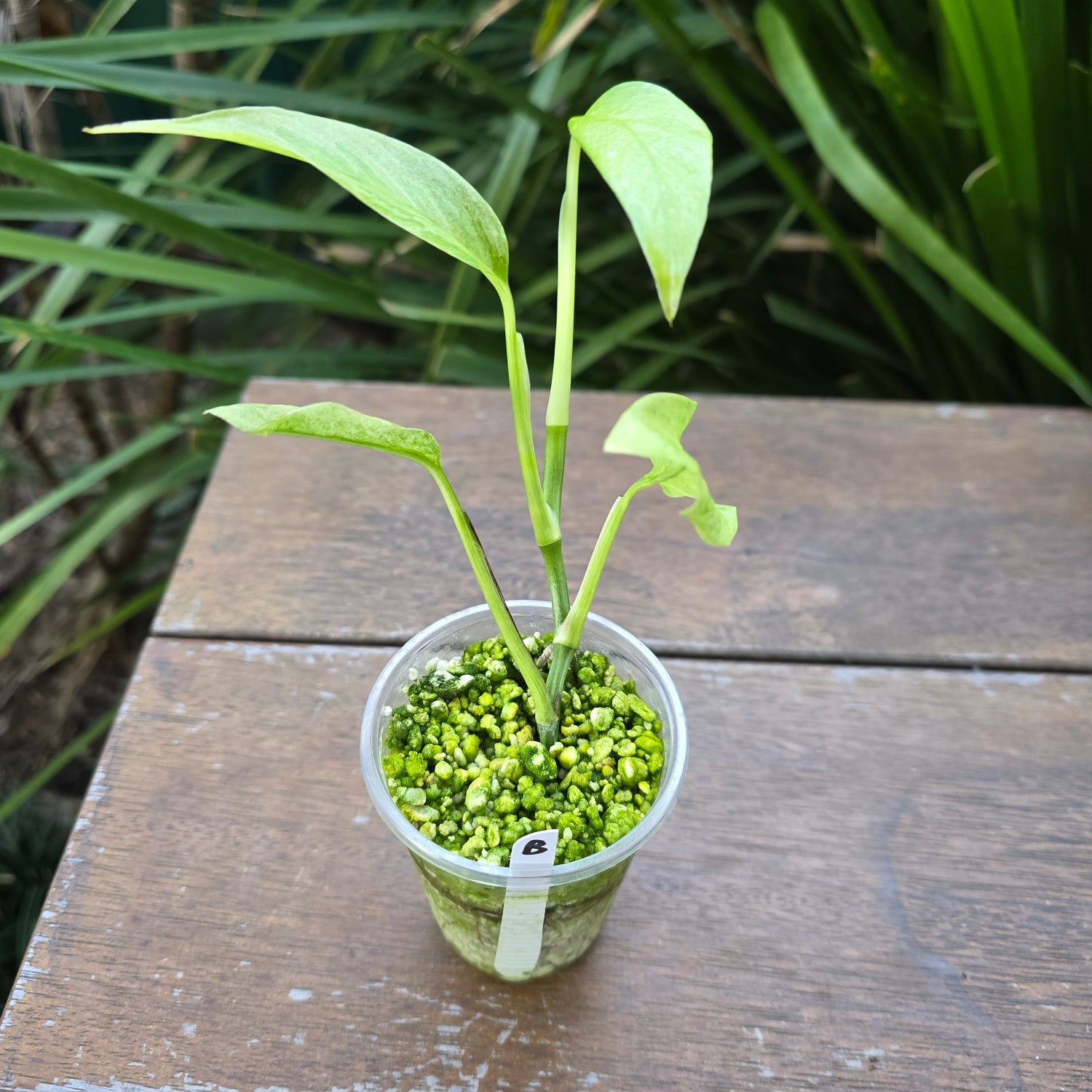 Rare Monstera Laniata Mint Variegated established plant (B) non tc