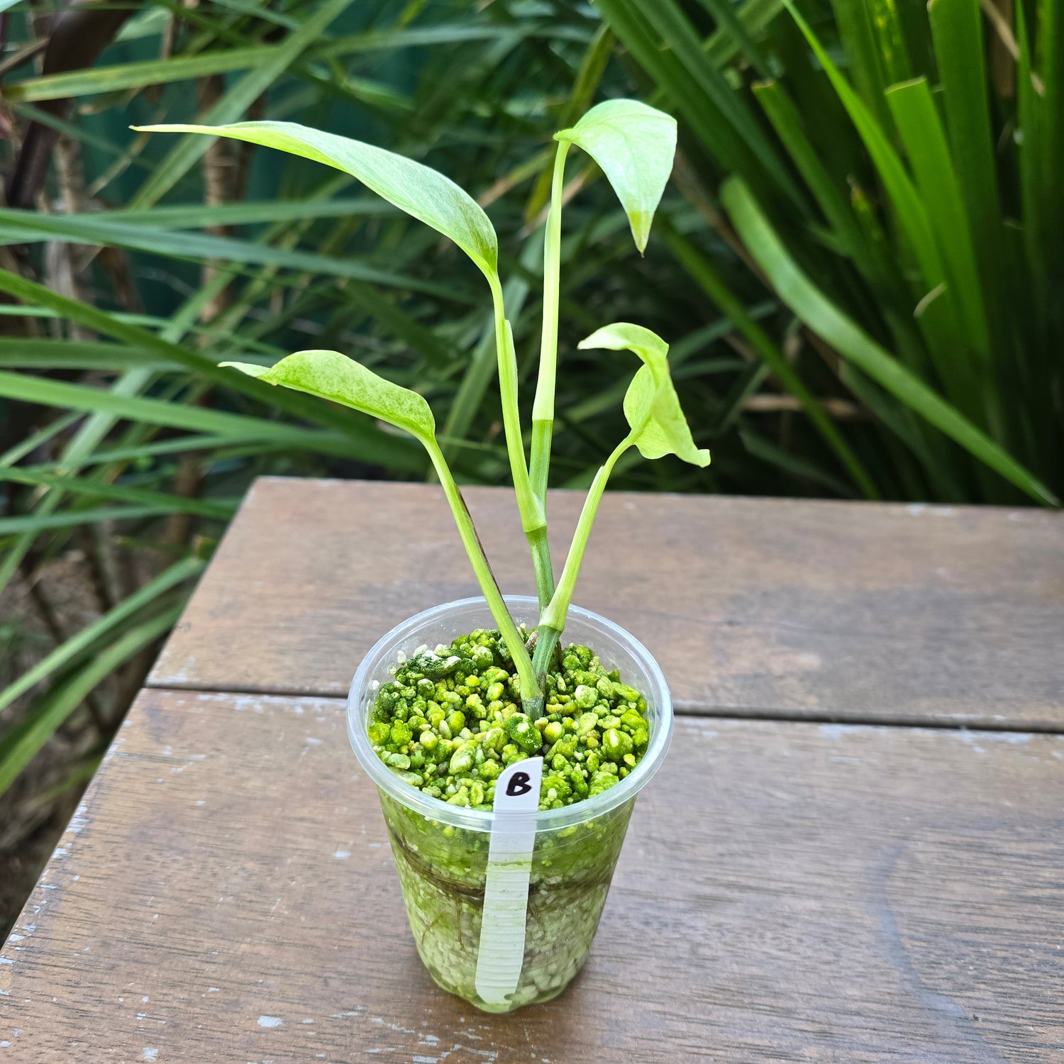 Rare Monstera Laniata Mint Variegated established plant (B) non tc