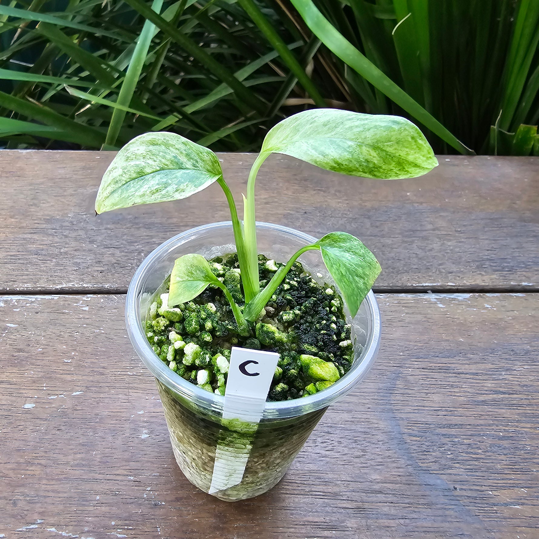 monstera laniata mint variegated Rare Monstera Laniata Mint Variegated Plant (C) – My Plantasy