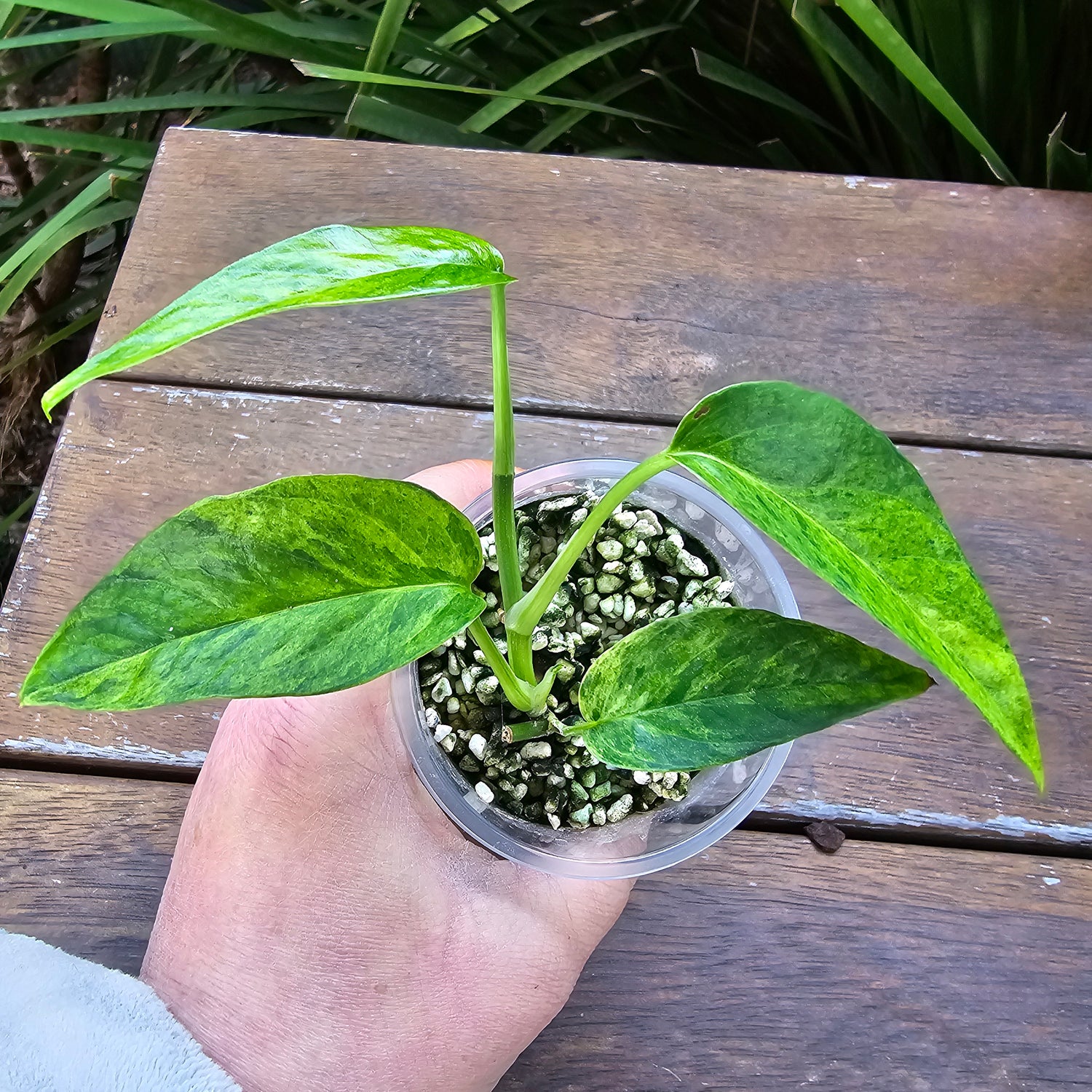 Rare Epipremnum Pinnatum Mint variegated established plant non tc.