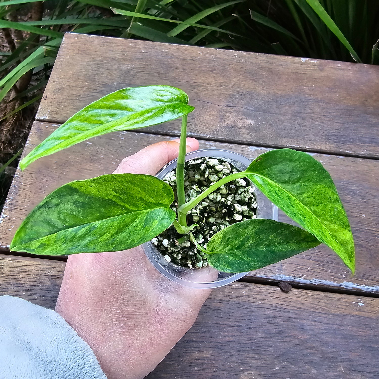 Rare Epipremnum Pinnatum Mint variegated established plant non tc.