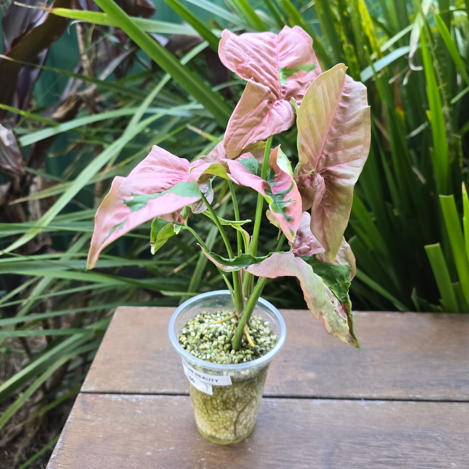 Rare Syngonium Beauty large established plant non tc