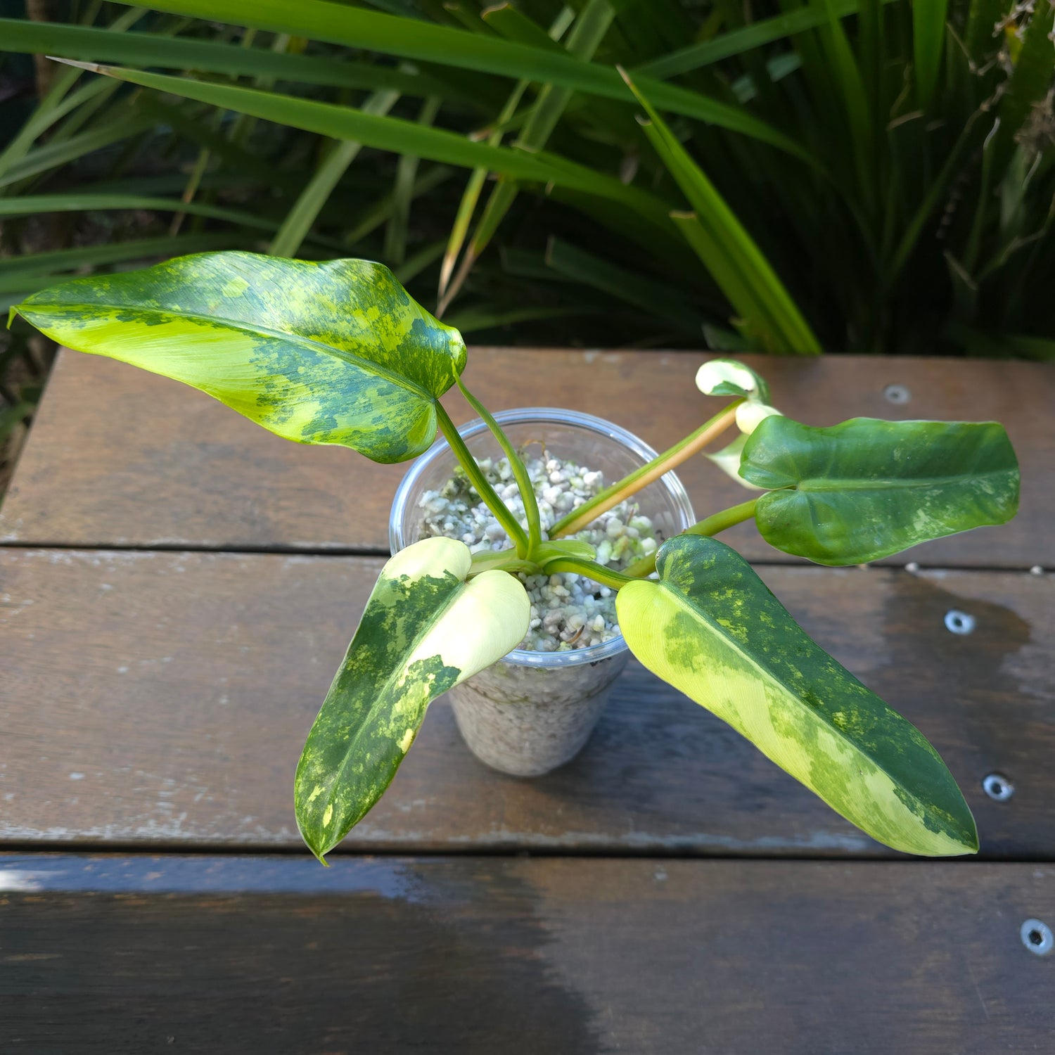 Rare Philodendron Domesticum Variegated established Plant