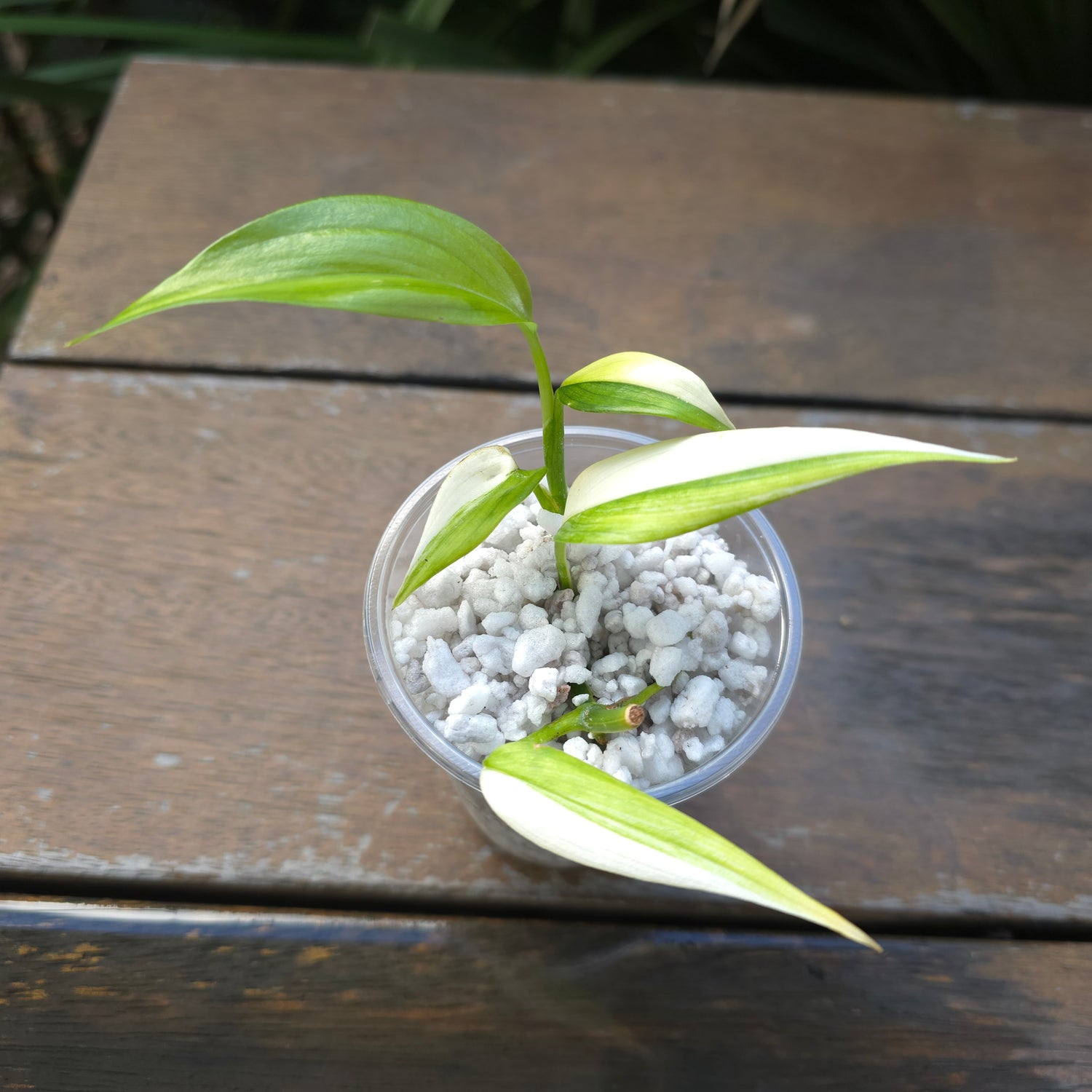 Rare Epipremnum Amplissimum Aurea Variegated Half moon established plant