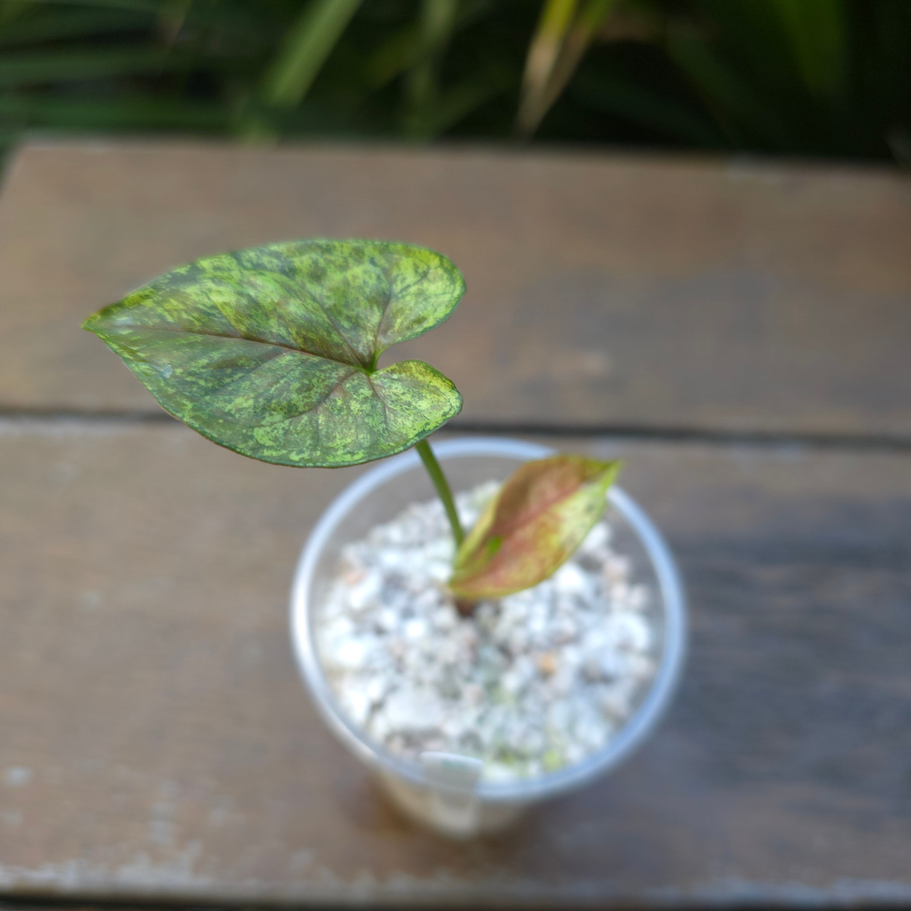 Rare Syngonium Matcha Sprinkle established plant (B) – My Plantasy