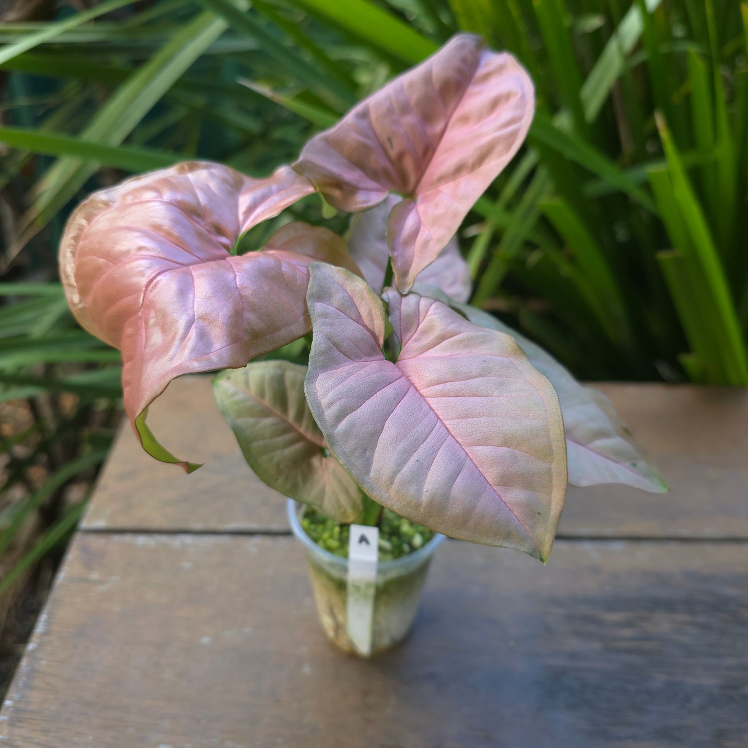 Syngonium Pink Flecked -  Reverted Plant (A)