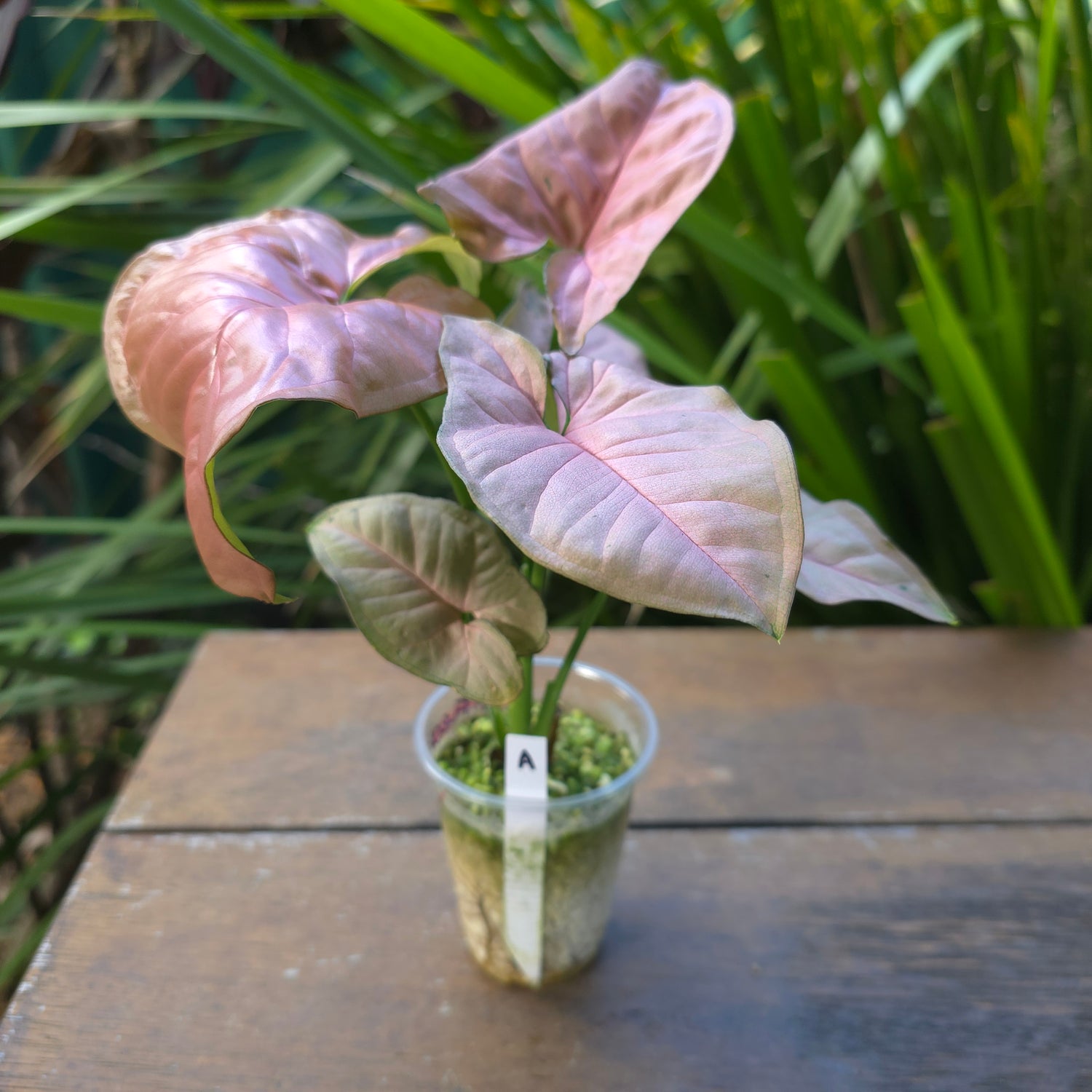 Syngonium Pink Flecked -  Reverted Plant (A)