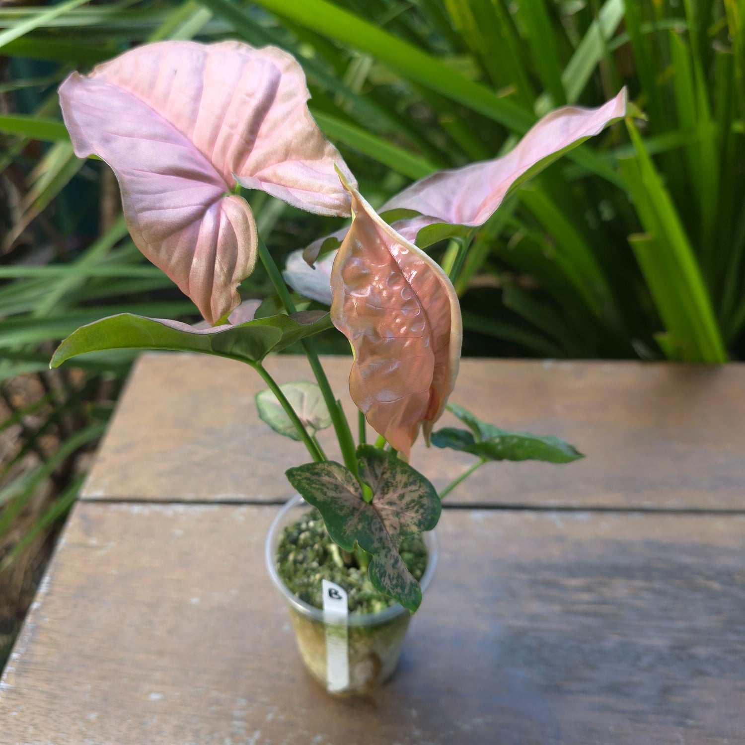 Rare Syngonium Pink Flecked - REVERTED plant (B)