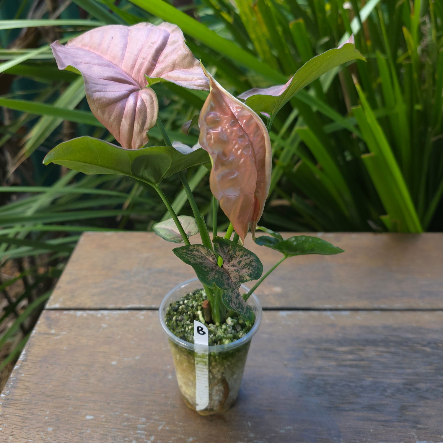 Rare Syngonium Pink Flecked - REVERTED plant (B)