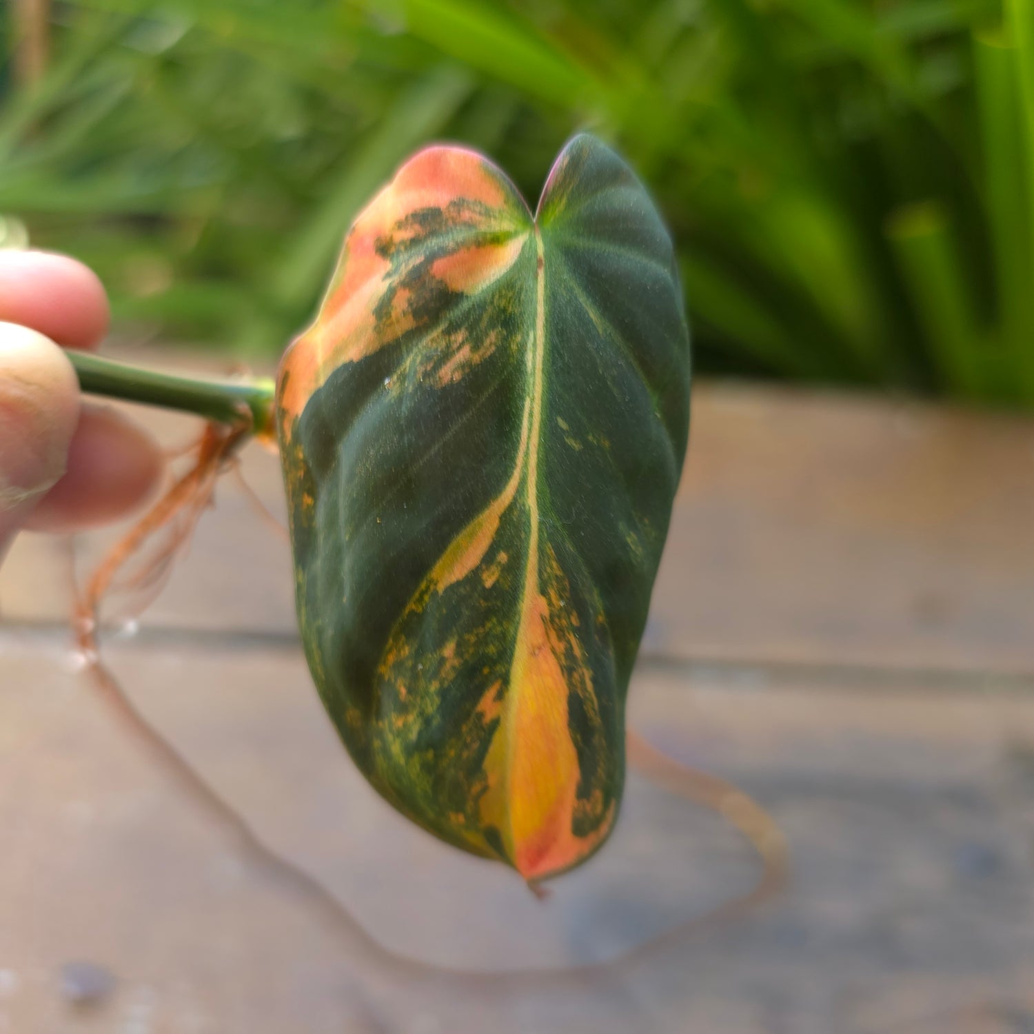 🌿2 Avail🌿 Rare Philodendron Micans Variegated rooted cuttings