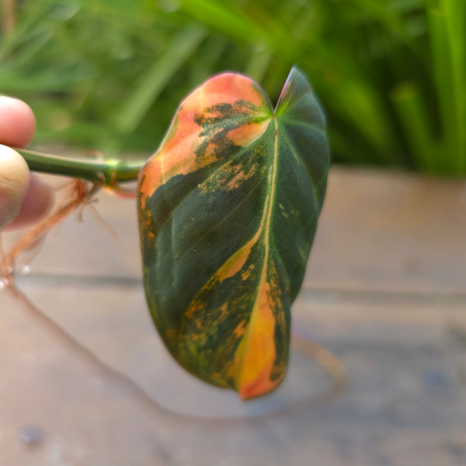 🌿2 Avail🌿 Rare Philodendron Micans Variegated rooted cuttings