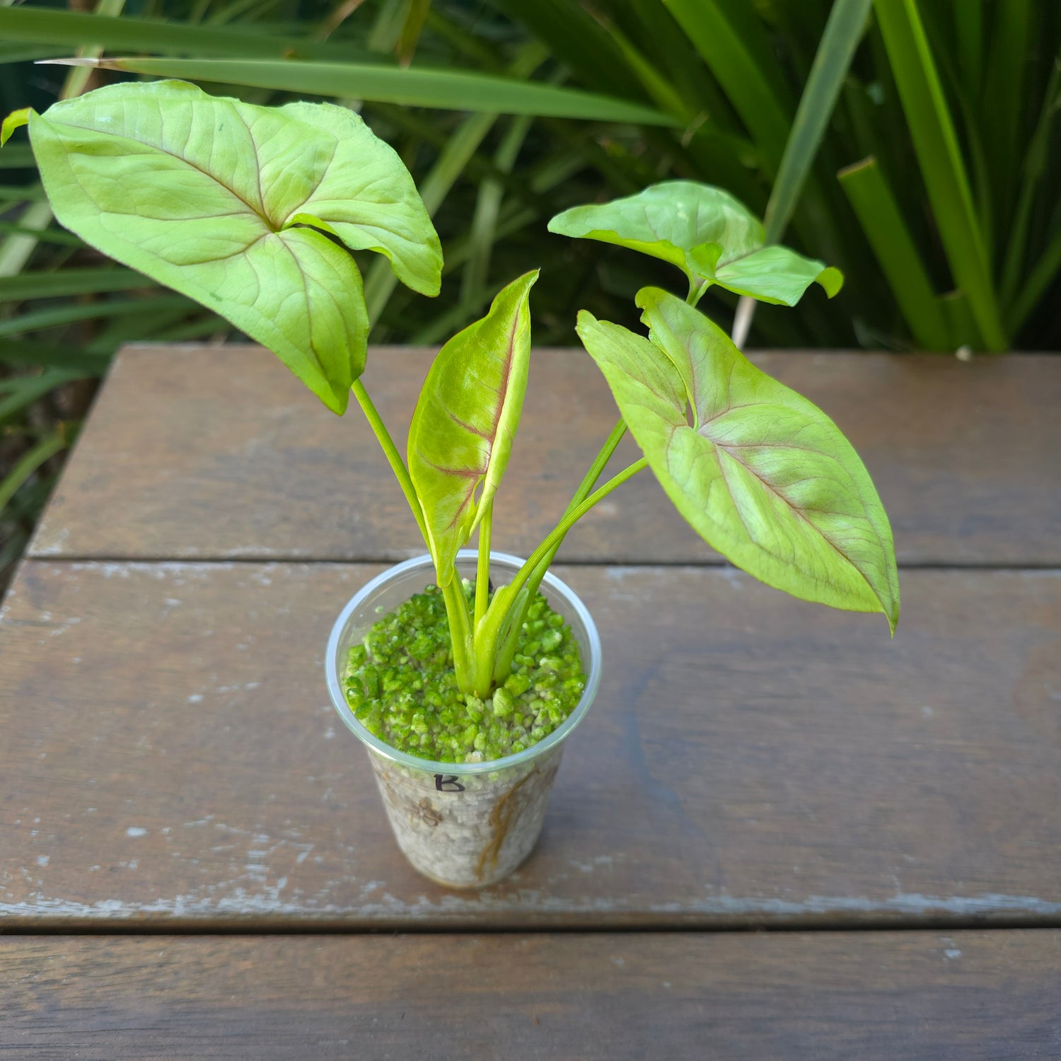 Rare Syngonium Golden Allusion Variegated established plant low/no variegation (B) non tc