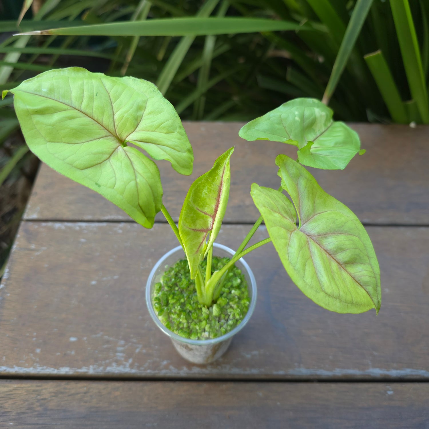 Rare Syngonium Golden Allusion Variegated established plant low/no variegation (B) non tc