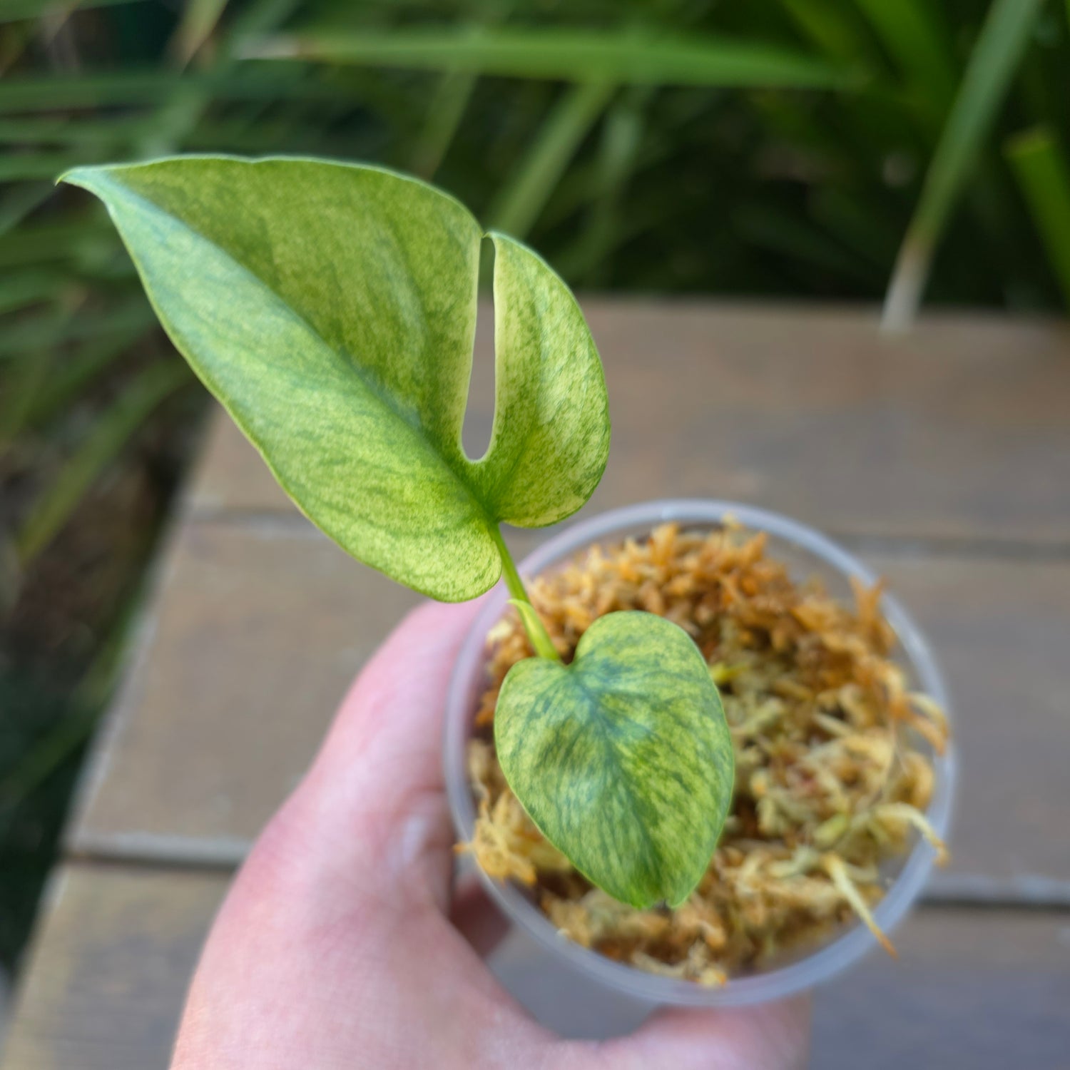 Rare Raphidophora Tetrasperma Mint Variegated baby plant (A)