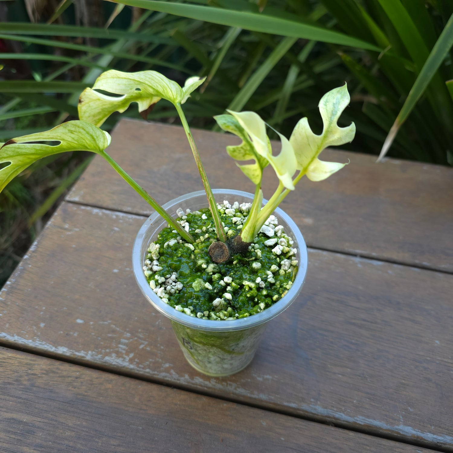 Rare Raphidophora Tetrasperma Mint Variegated established plant (B)non tc