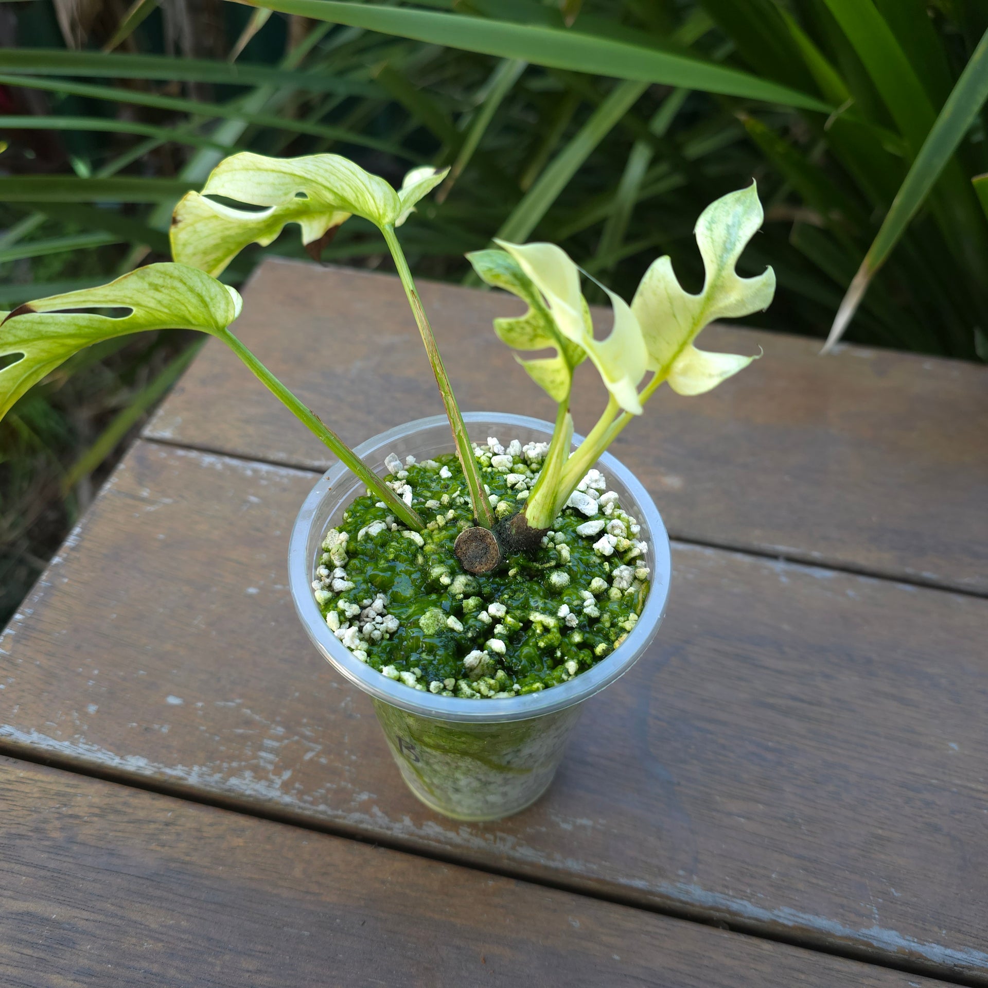 Rare Raphidophora Tetrasperma Mint Variegated established plant (B)non – My  Plantasy