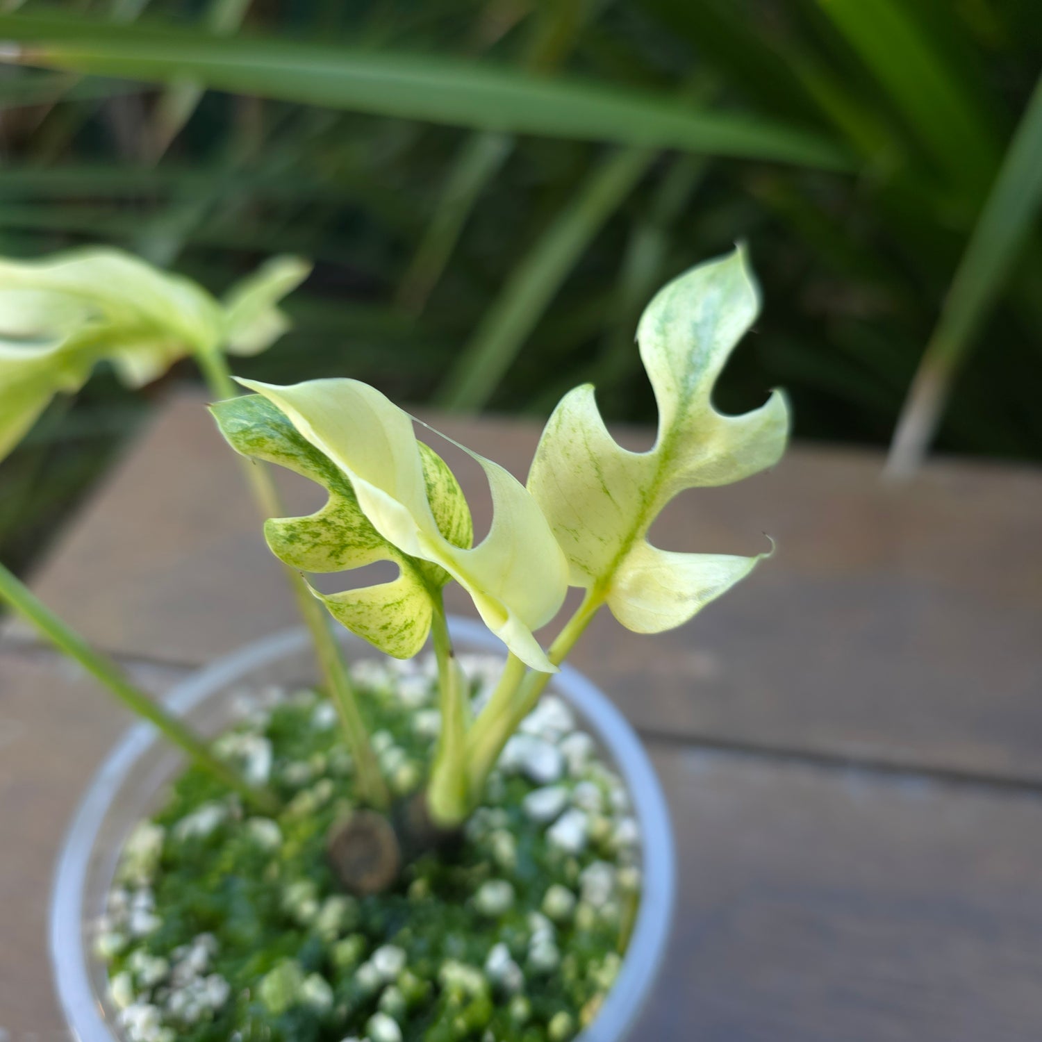 Rare Raphidophora Tetrasperma Mint Variegated established plant (B)non tc