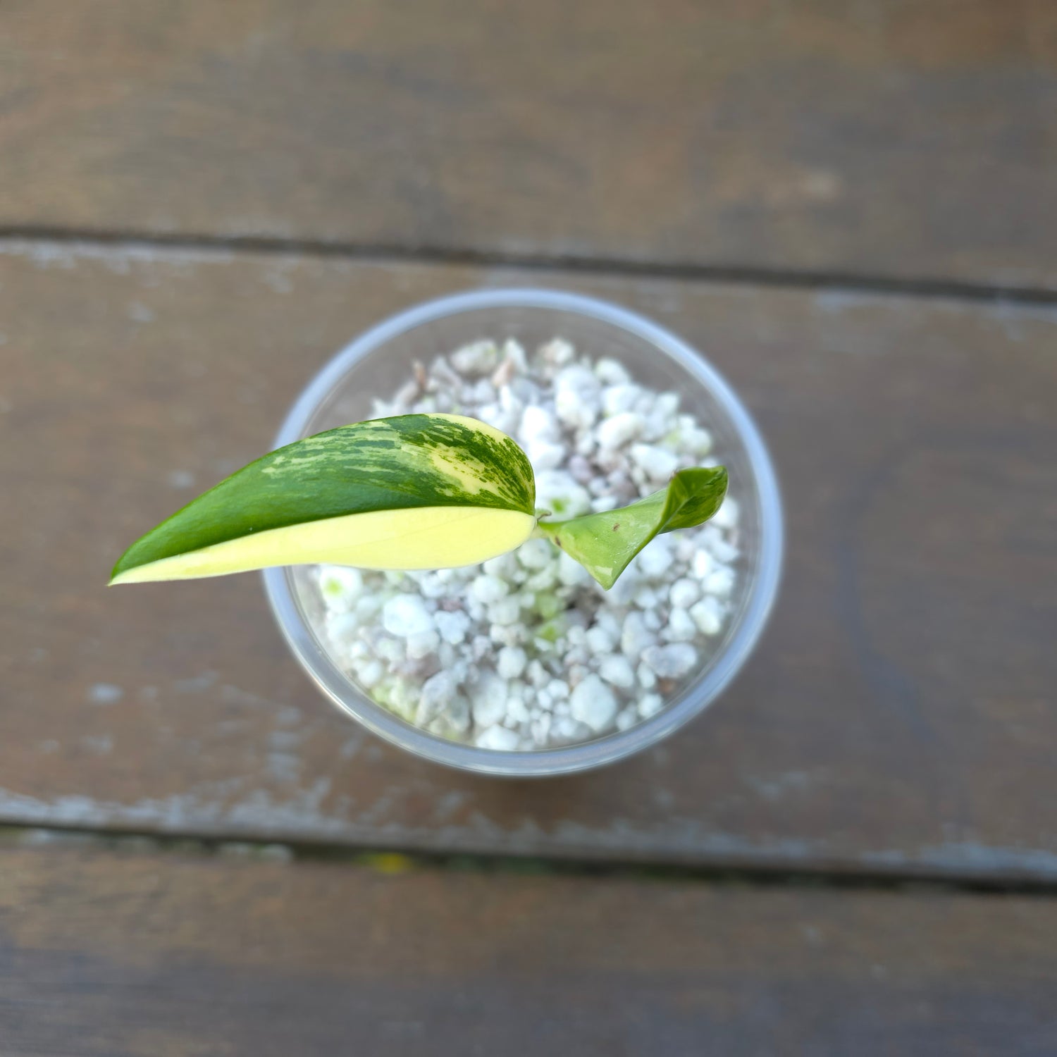 Rare Monstera Standleyana Aurea Variegated established baby plant non tc