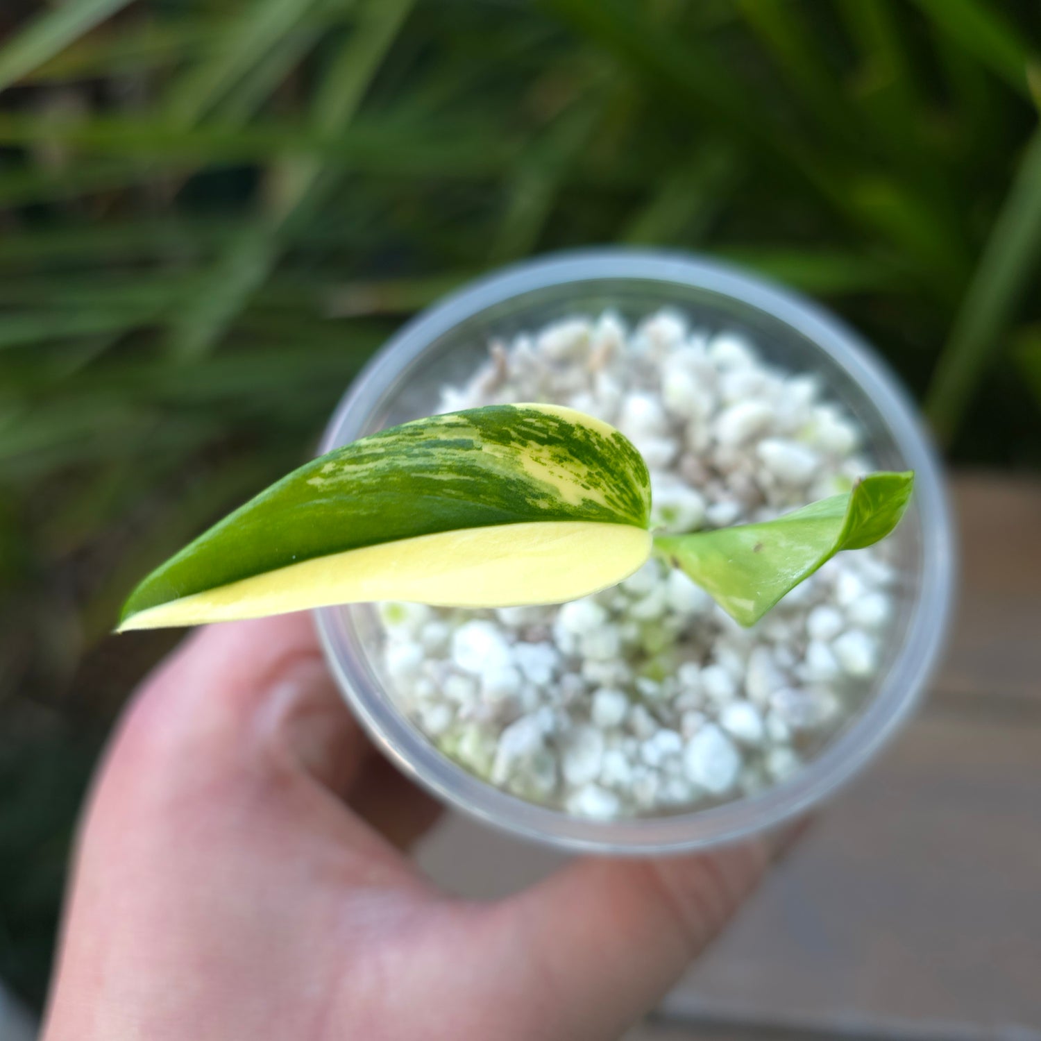 Rare Monstera Standleyana Aurea Variegated established baby plant non tc