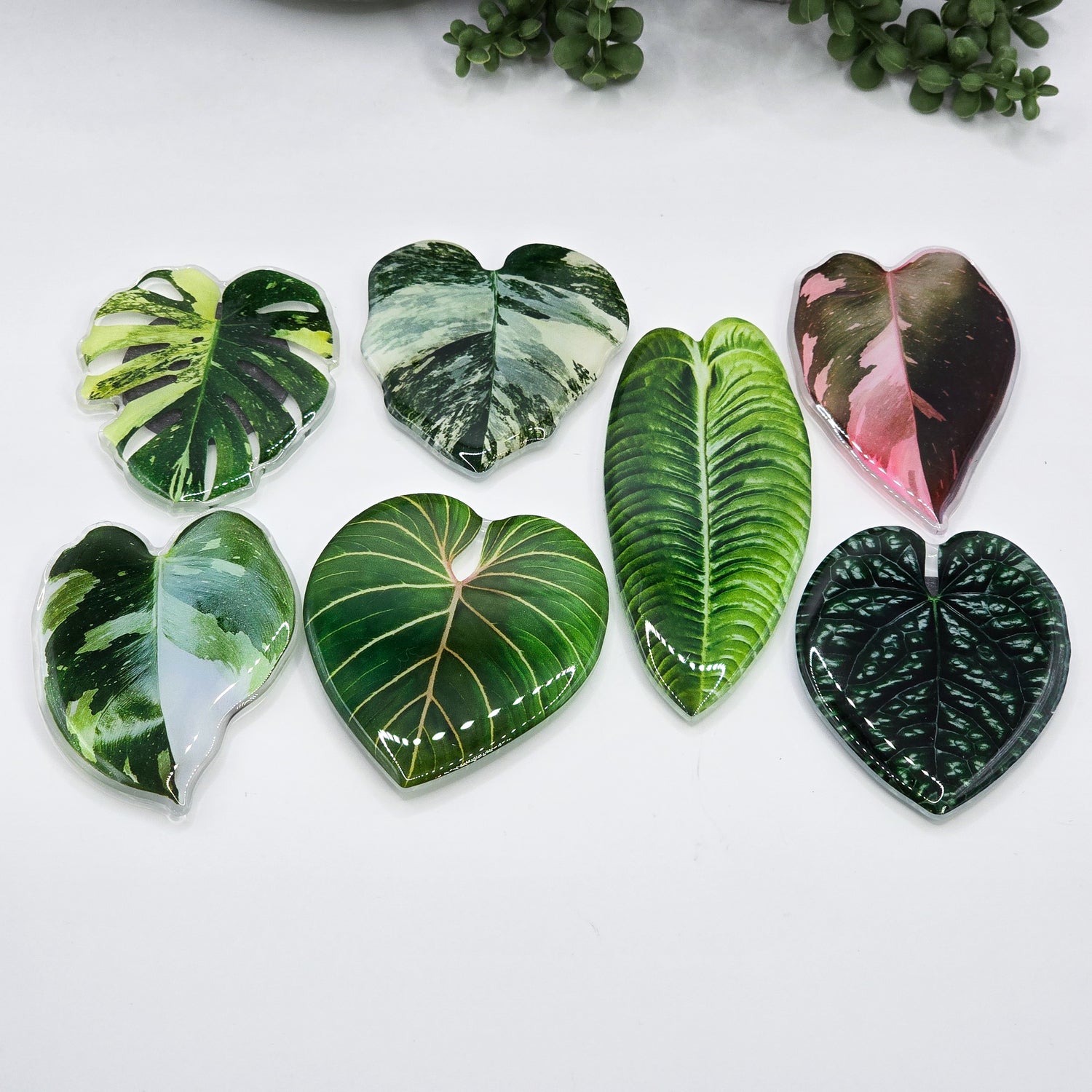 Rare Variegated Houseplant leaf Fridge Magnets 7 to choose from